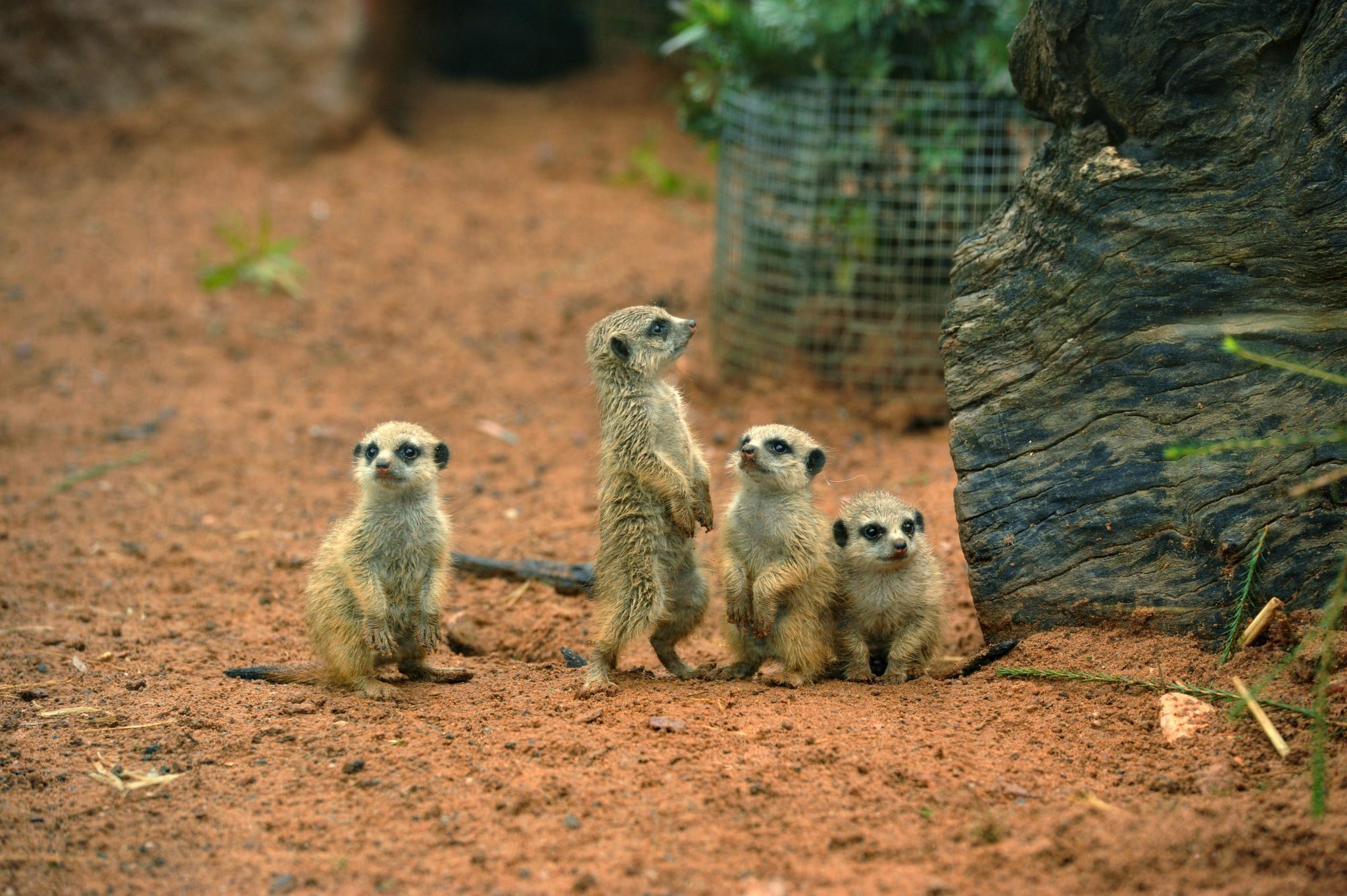 Meerkat - Altina Wildlife Park