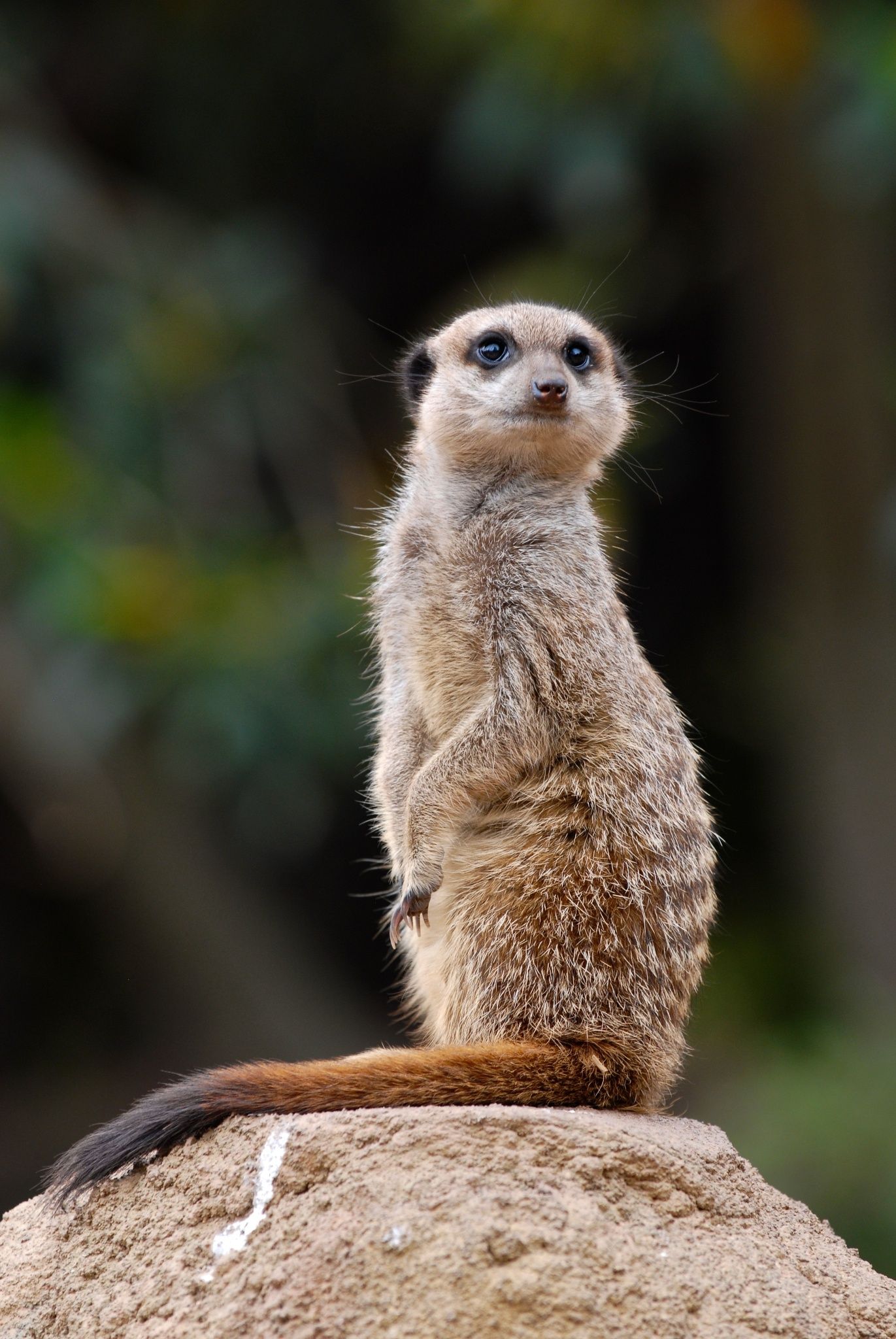 Portrait of a Meerkat by Gilles Royer on 500px | Animals | Pinterest ...