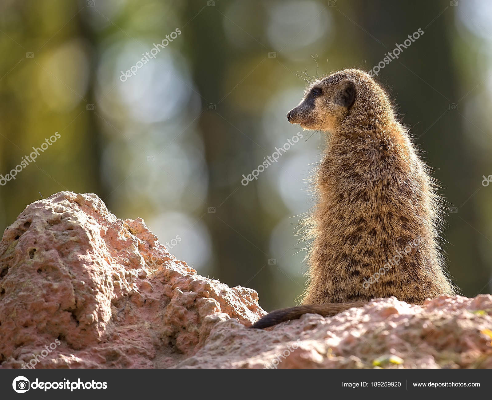 Meerkat Wild — Stock Photo © johan10 #189259920
