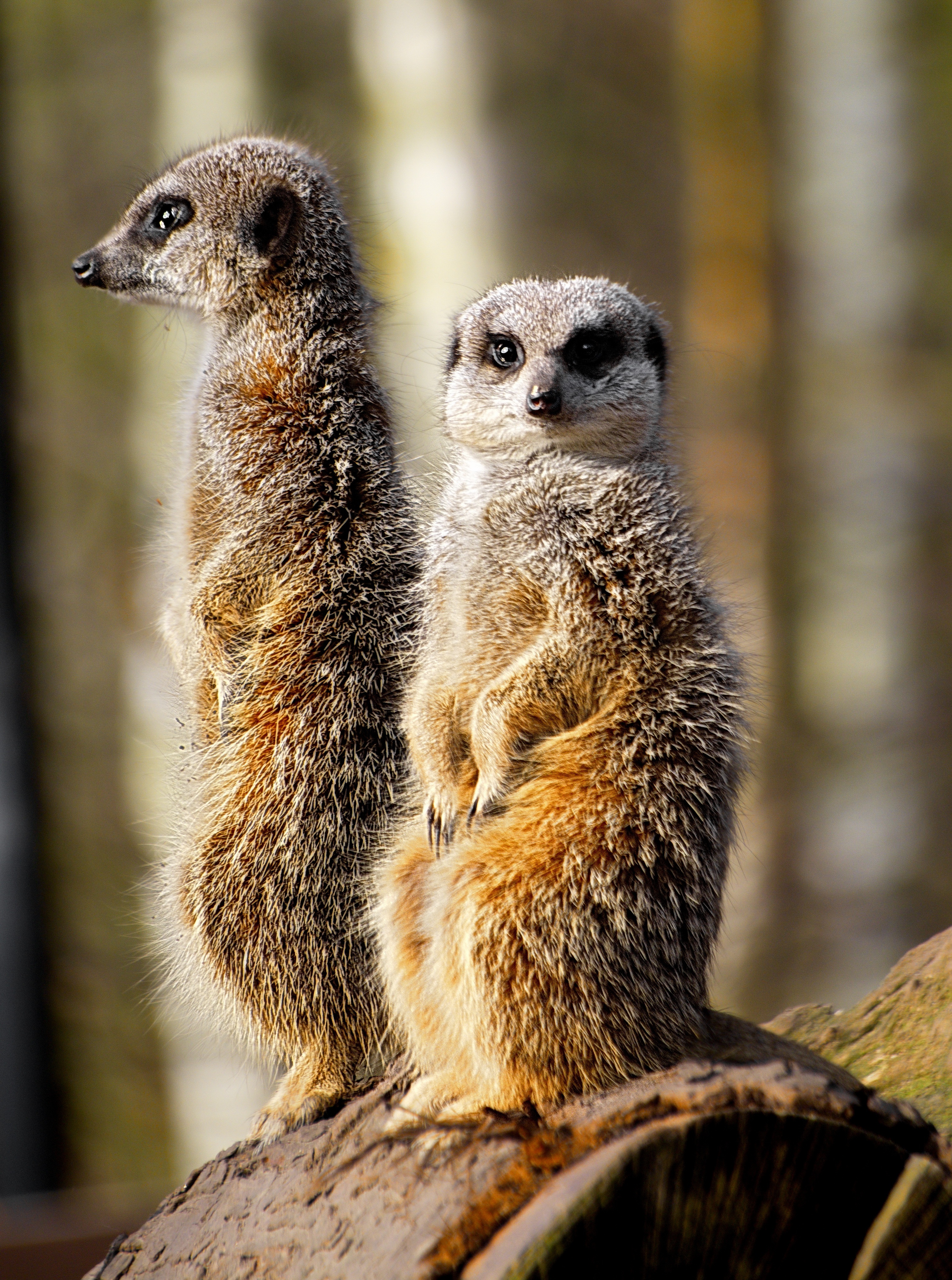 Free Images : meerkat, wild, zoo, animal, mammal, standing, wildlife ...