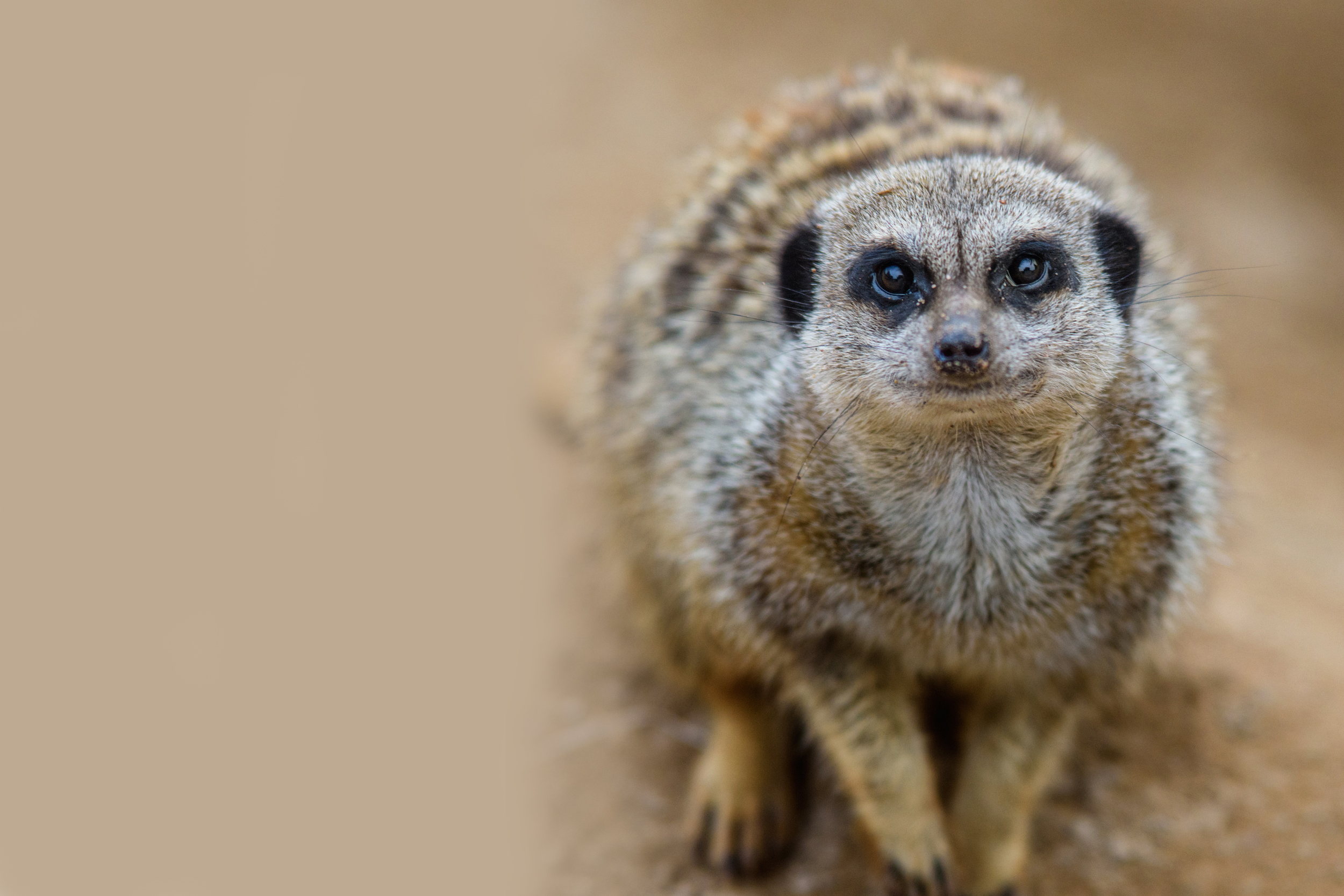 Meerkat — Peak Wildlife Park