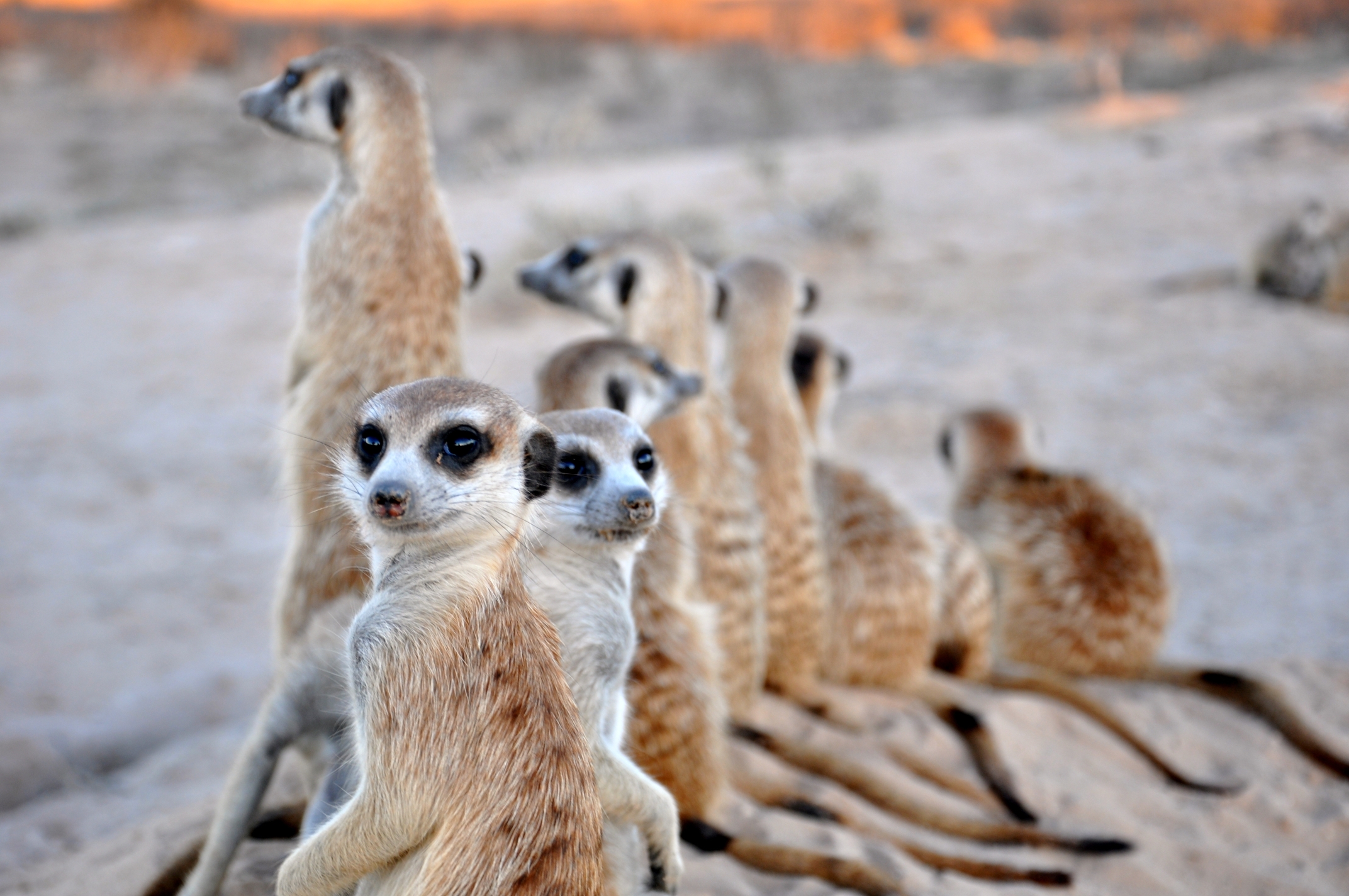 Meerkats Mysteriously Know to Outgrow Rivals – Phenomena: Not ...