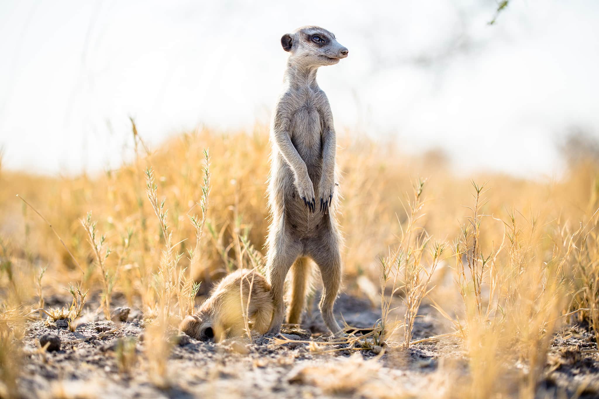 Walking With Meerkats: An Intimate Wildlife Experience | Rhino Africa