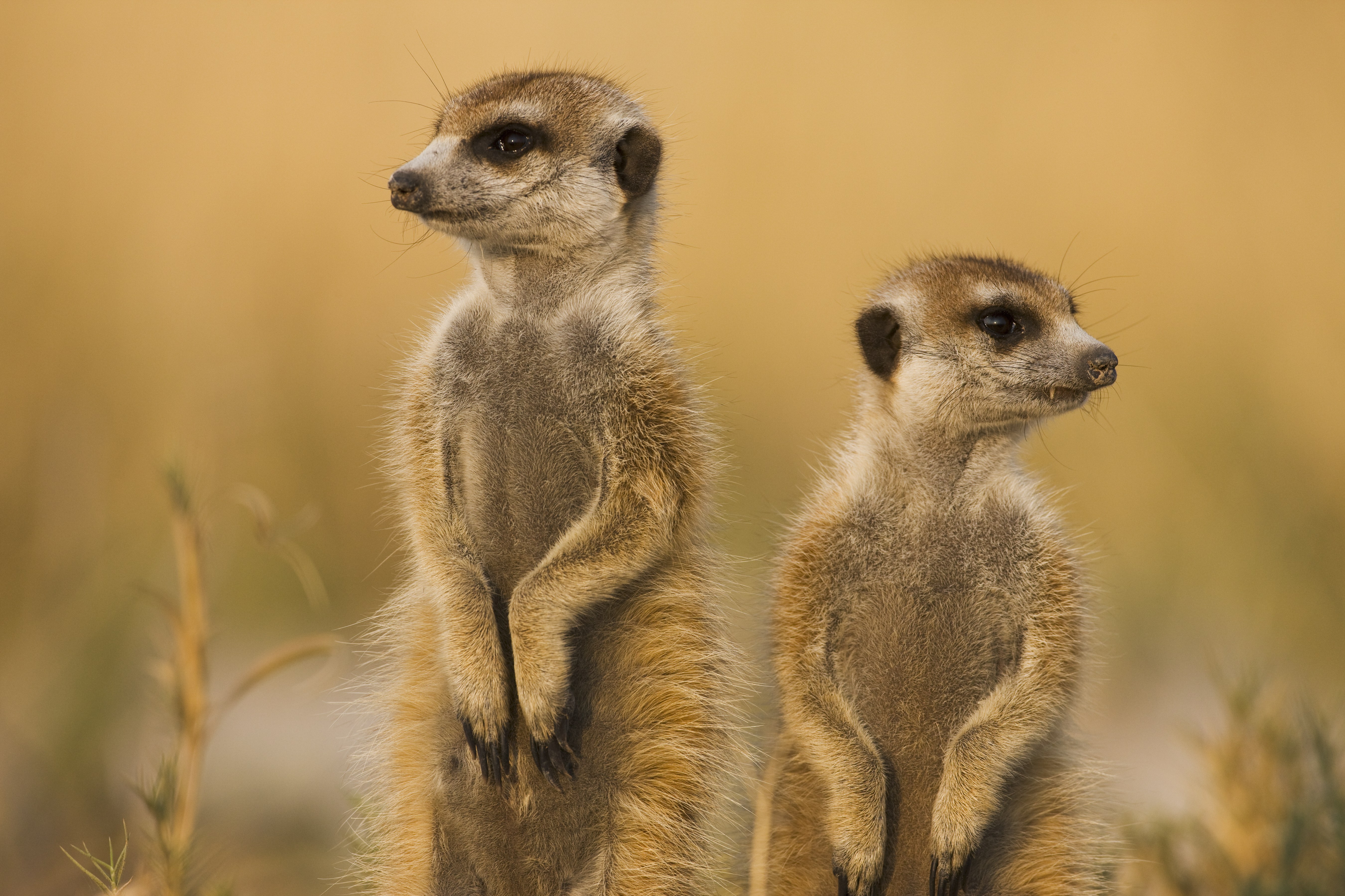 We Went on a Meerkat Safari and Loved It - Condé Nast Traveler