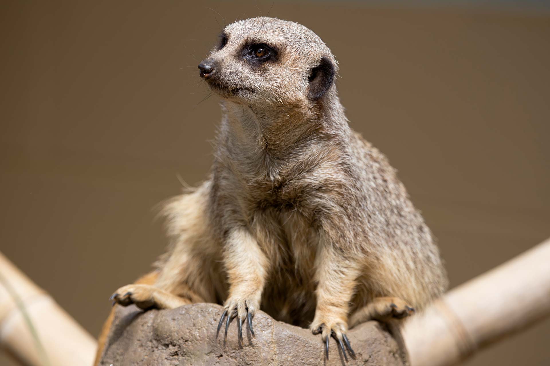 Wild meerkat photo