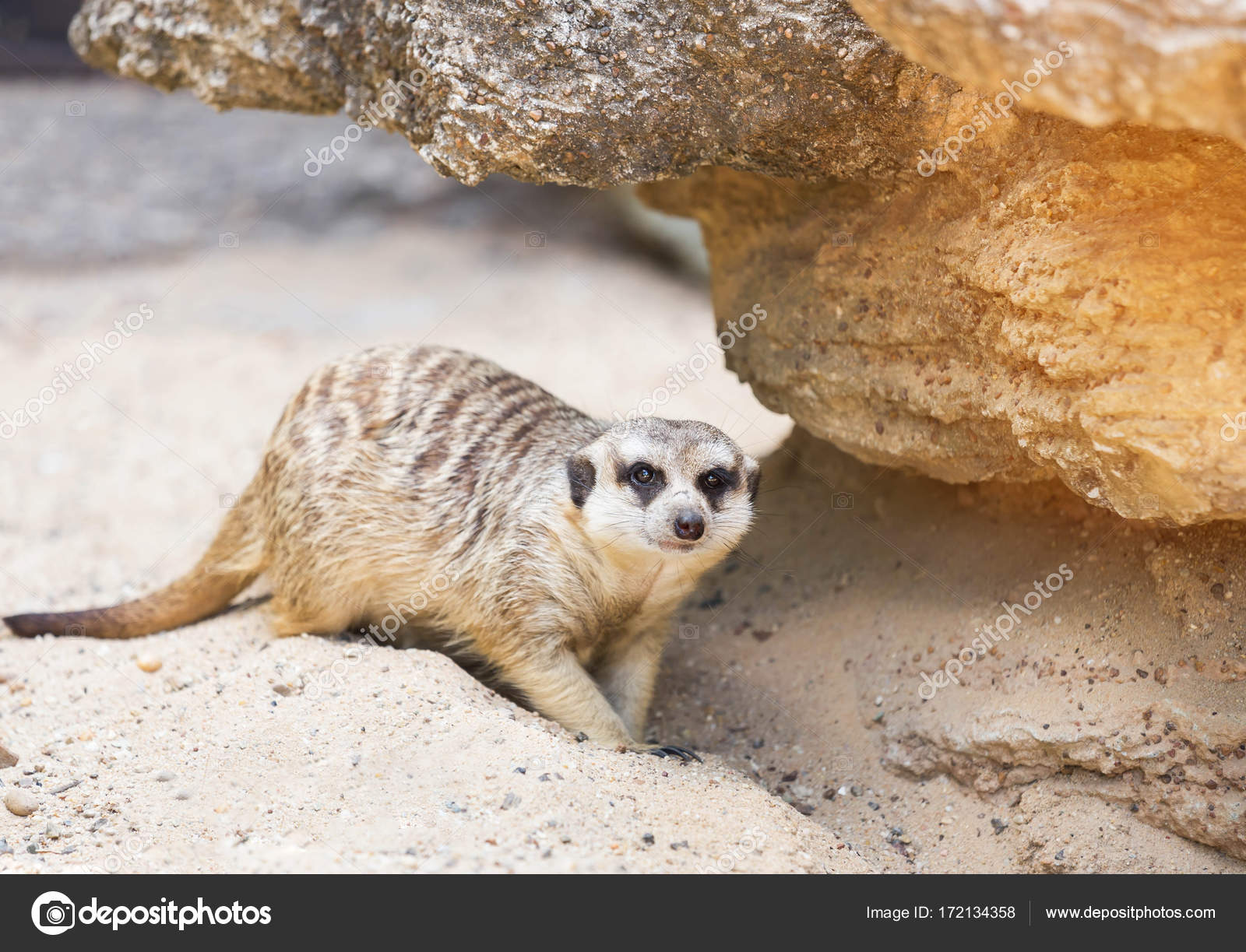 meerkat (suricata suricatta ) wild animal — Stock Photo © AirUbon ...