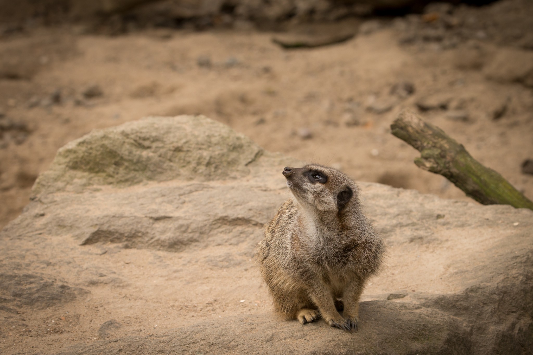 Adopt a Meerkat at Knowsley Safari Park | Knowsley Safari