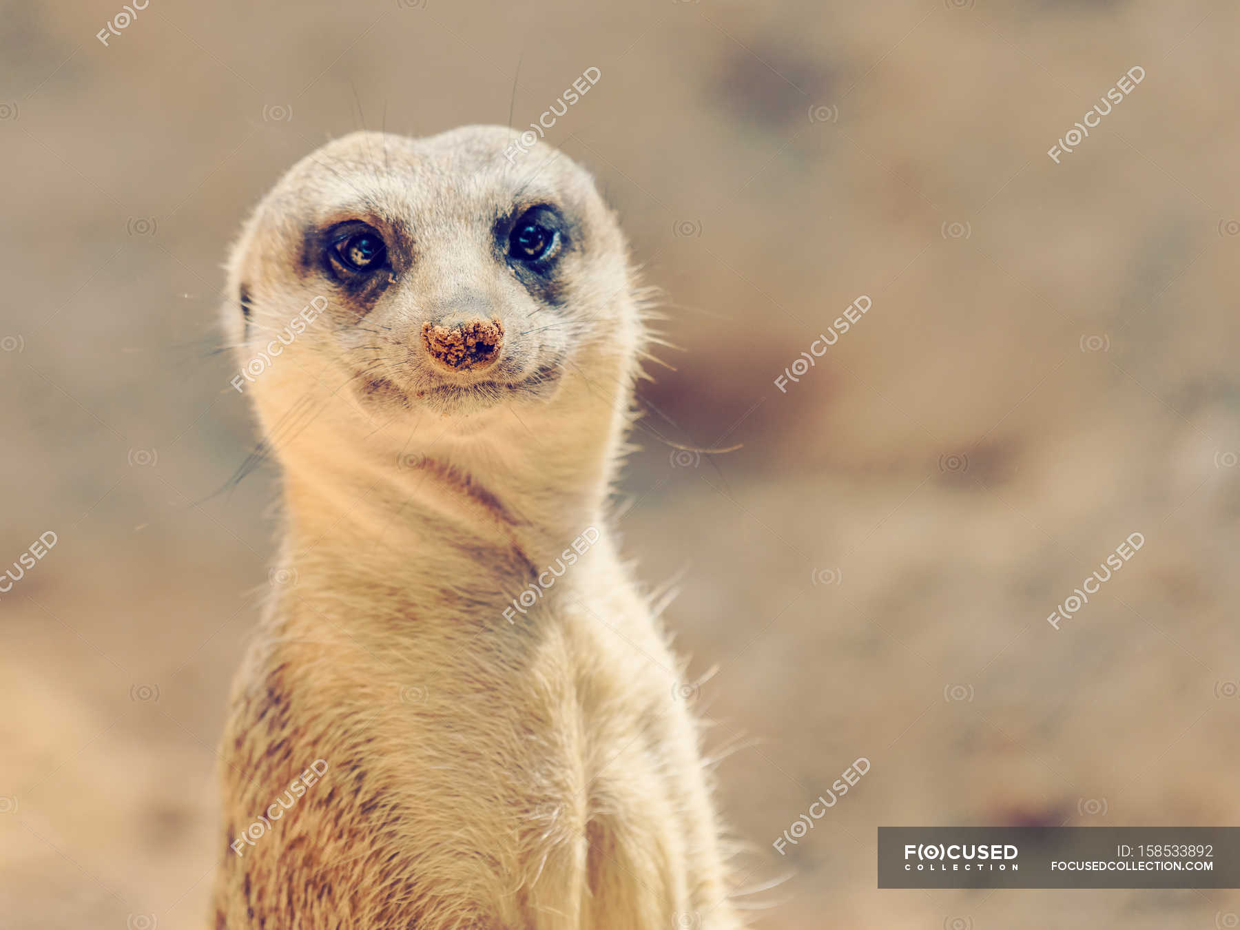 Meerkat or Suricate in Africa — Stock Photo | #158533892