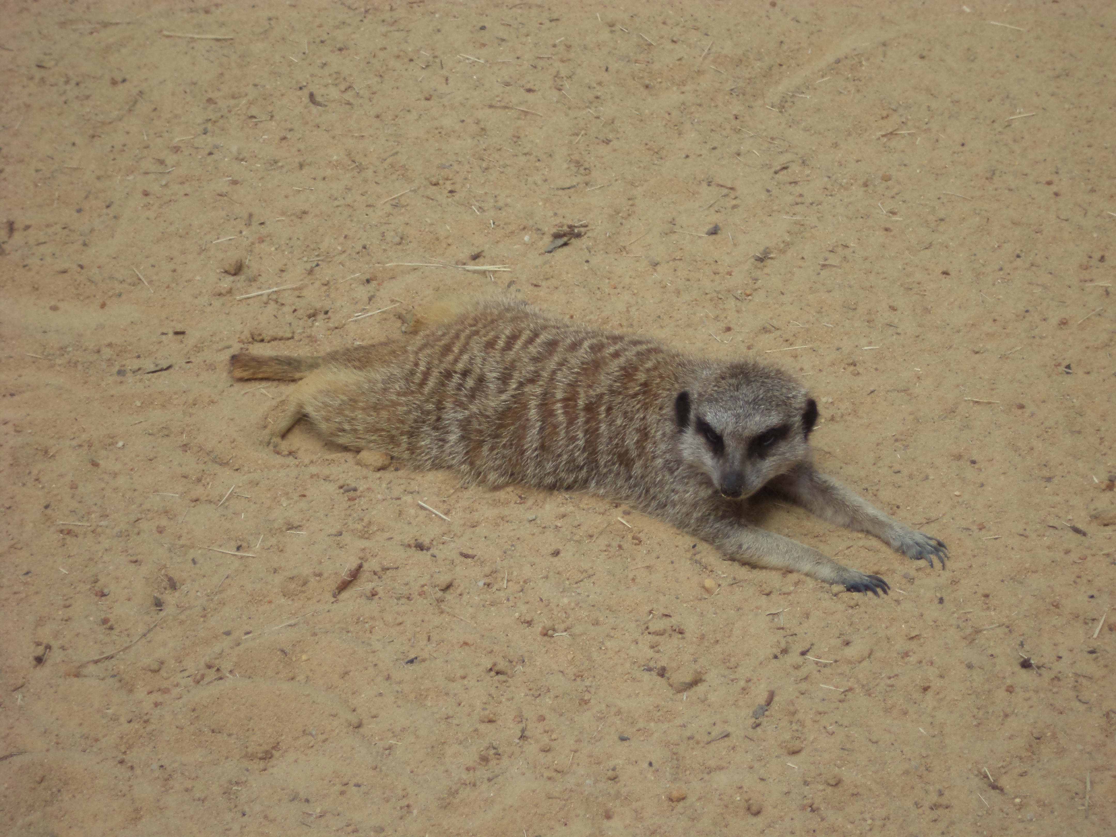 File:Spread out meerkat, Wild Adventures.jpg - Wikimedia Commons