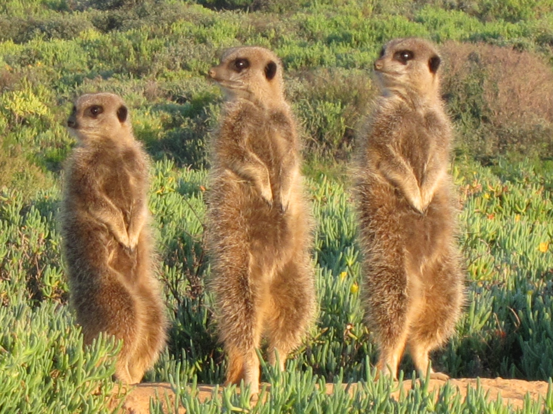 Meerkats waking up in the wild