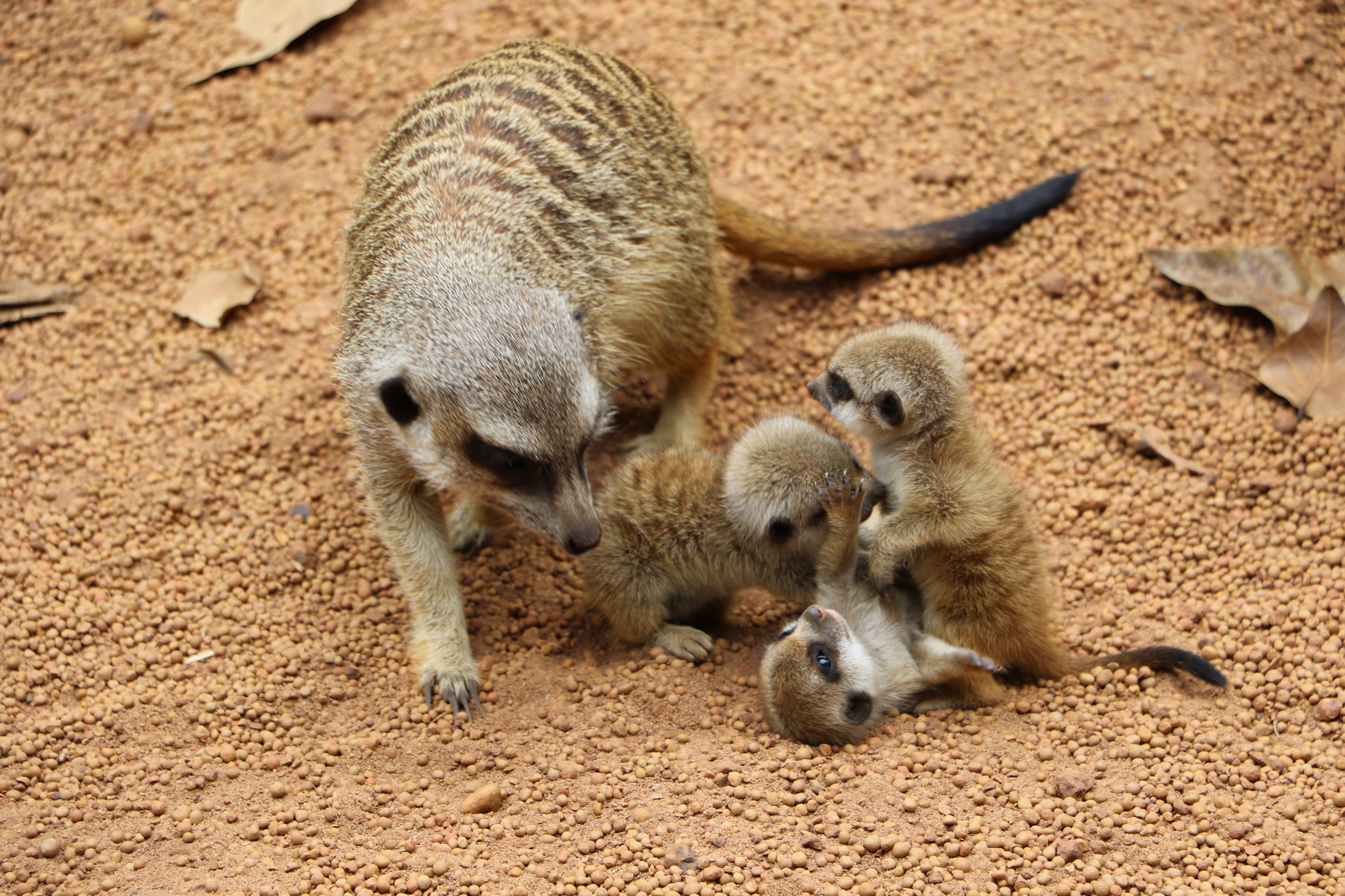 More Meerkats for Perth Zoo's mob | Perth Zoo