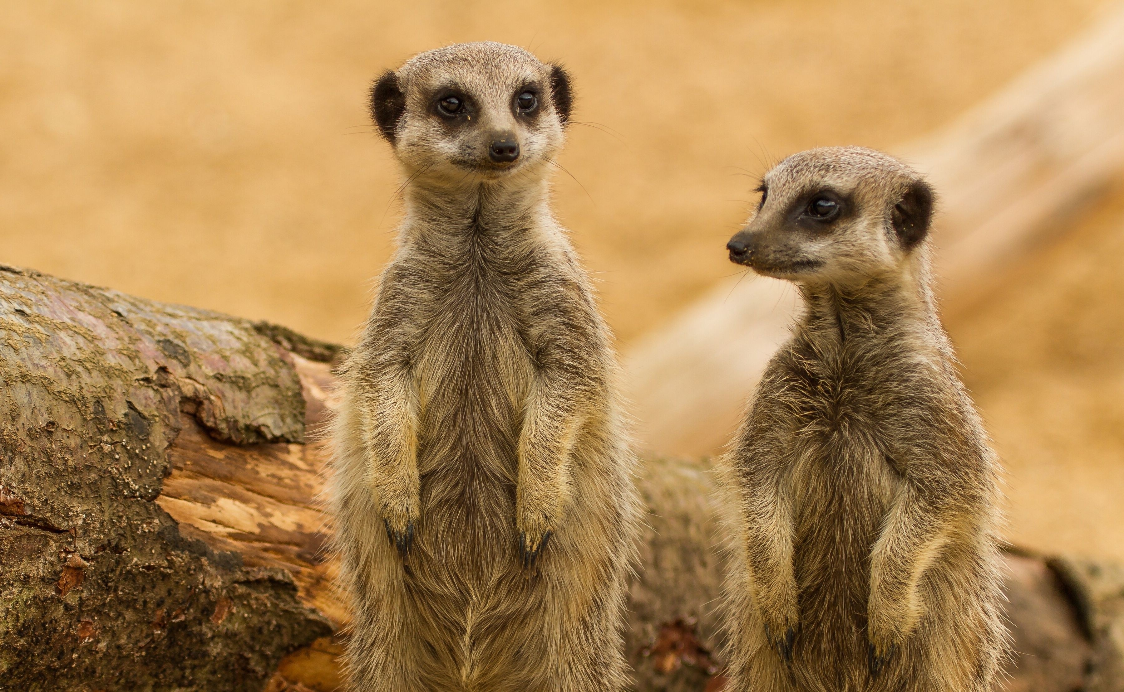 Animals: Meerkats Meerkat Desktop Wallpaper Animals Funny for HD 16 ...