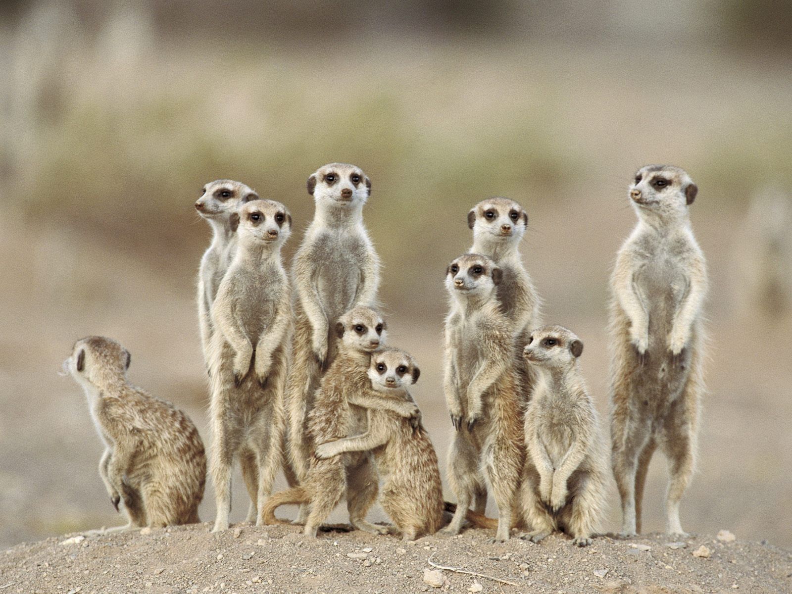 Are you an ostrich or meerkat manager? – 5-Dimensionz