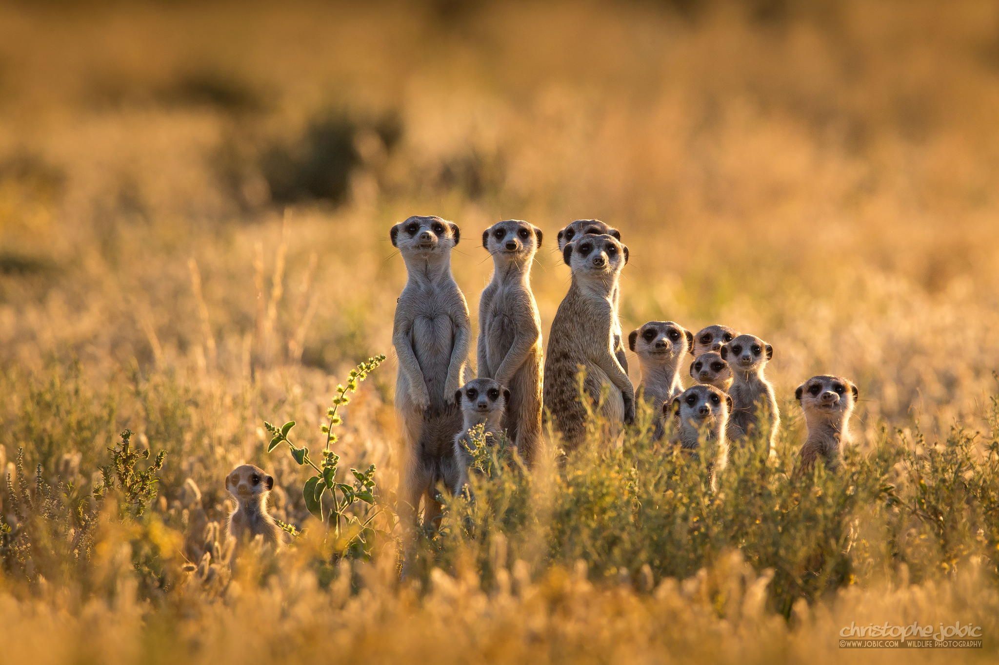 Meerkat family on a Kalahari pan by Christophe JOBIC on 500px ...