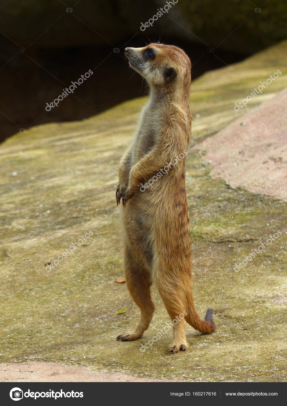 Charming meerkats in the wild — Stock Photo © SLAVIANIN #160217616