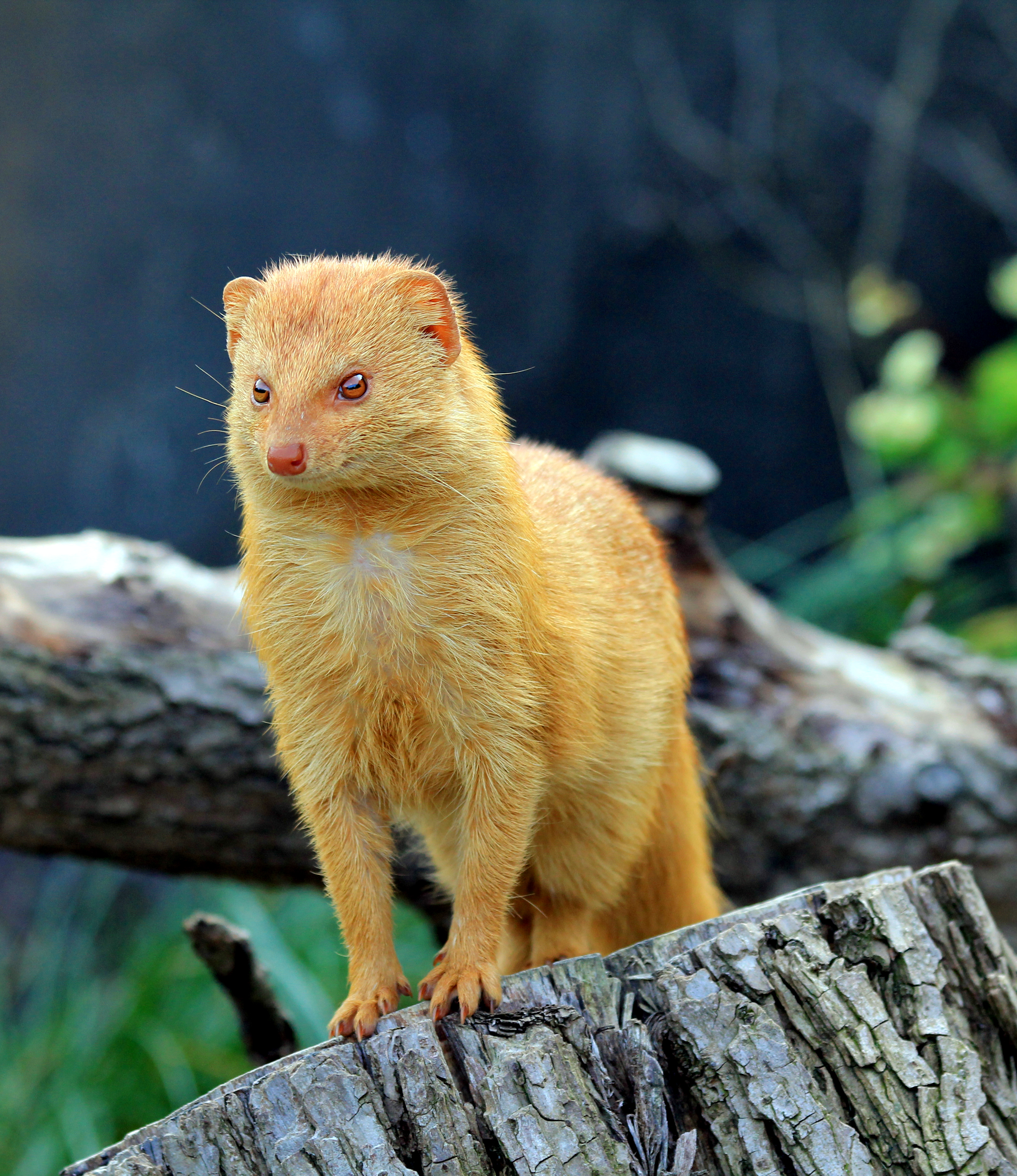 Mongoose - Wikipedia