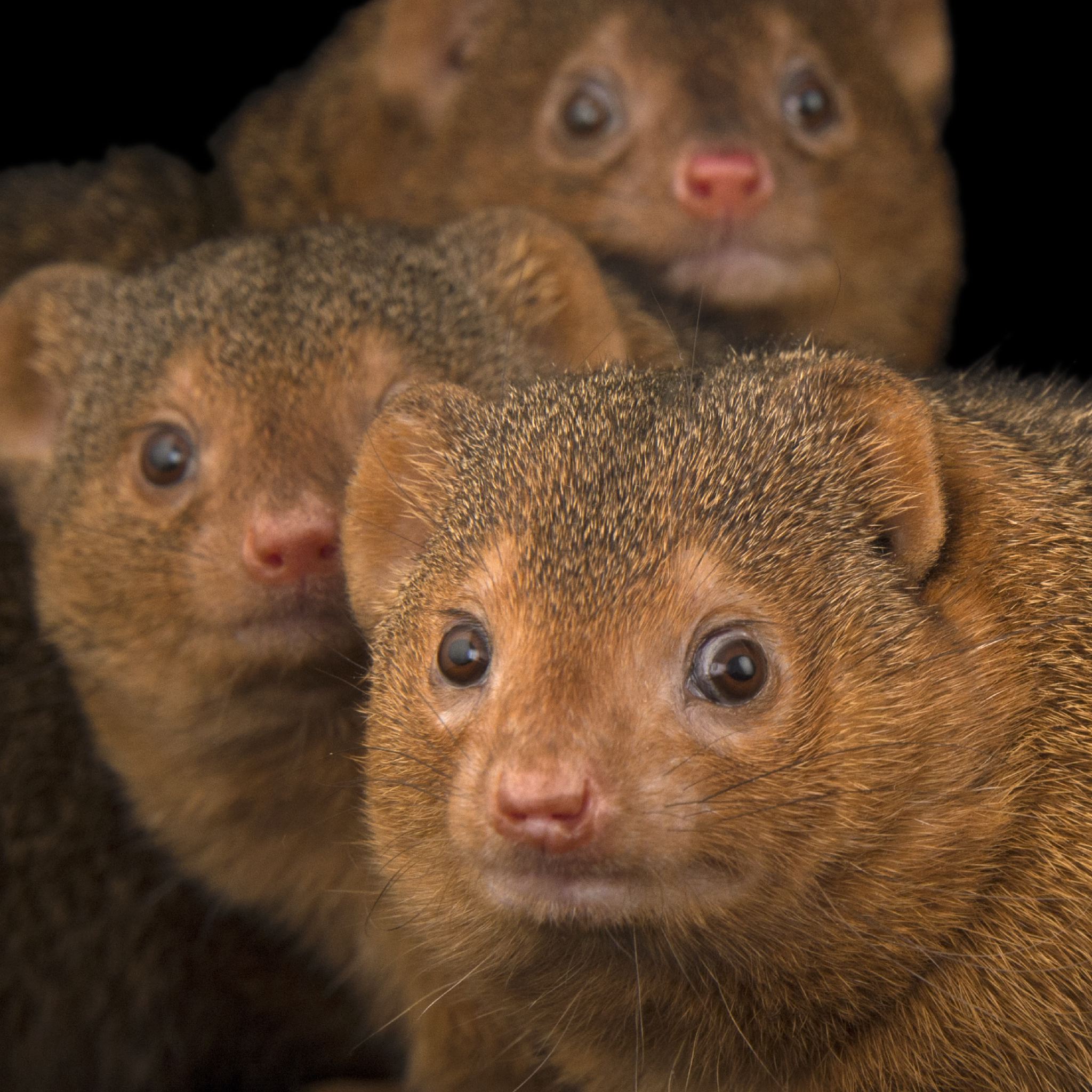 Mongooses | National Geographic