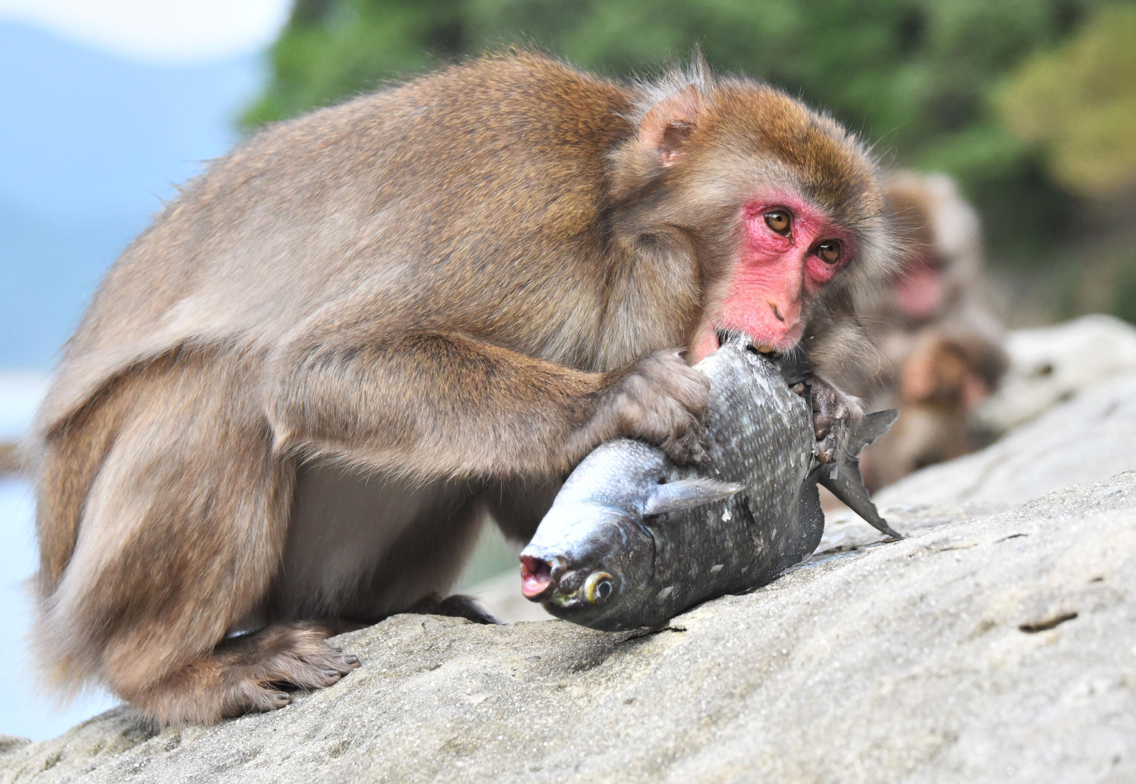 The year of Miyazaki Island's fish-eating monkeys | The Japan Times