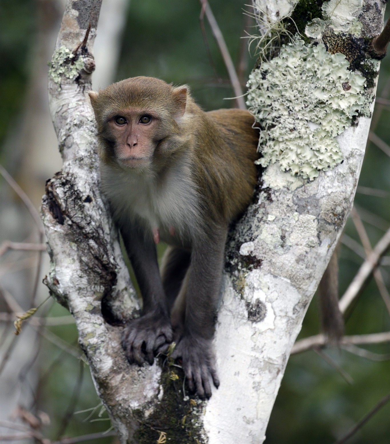 Florida wants to remove virus-excreting wild monkeys - 680 NEWS