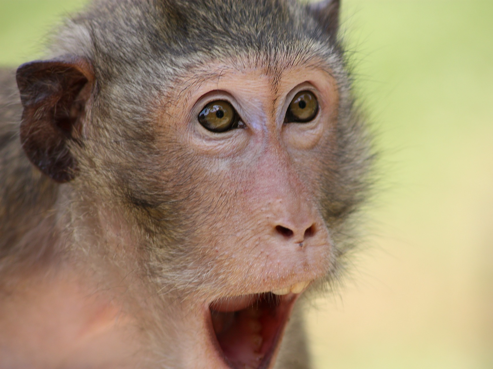 Monkeys do not eat bananas in the wild - Business Insider