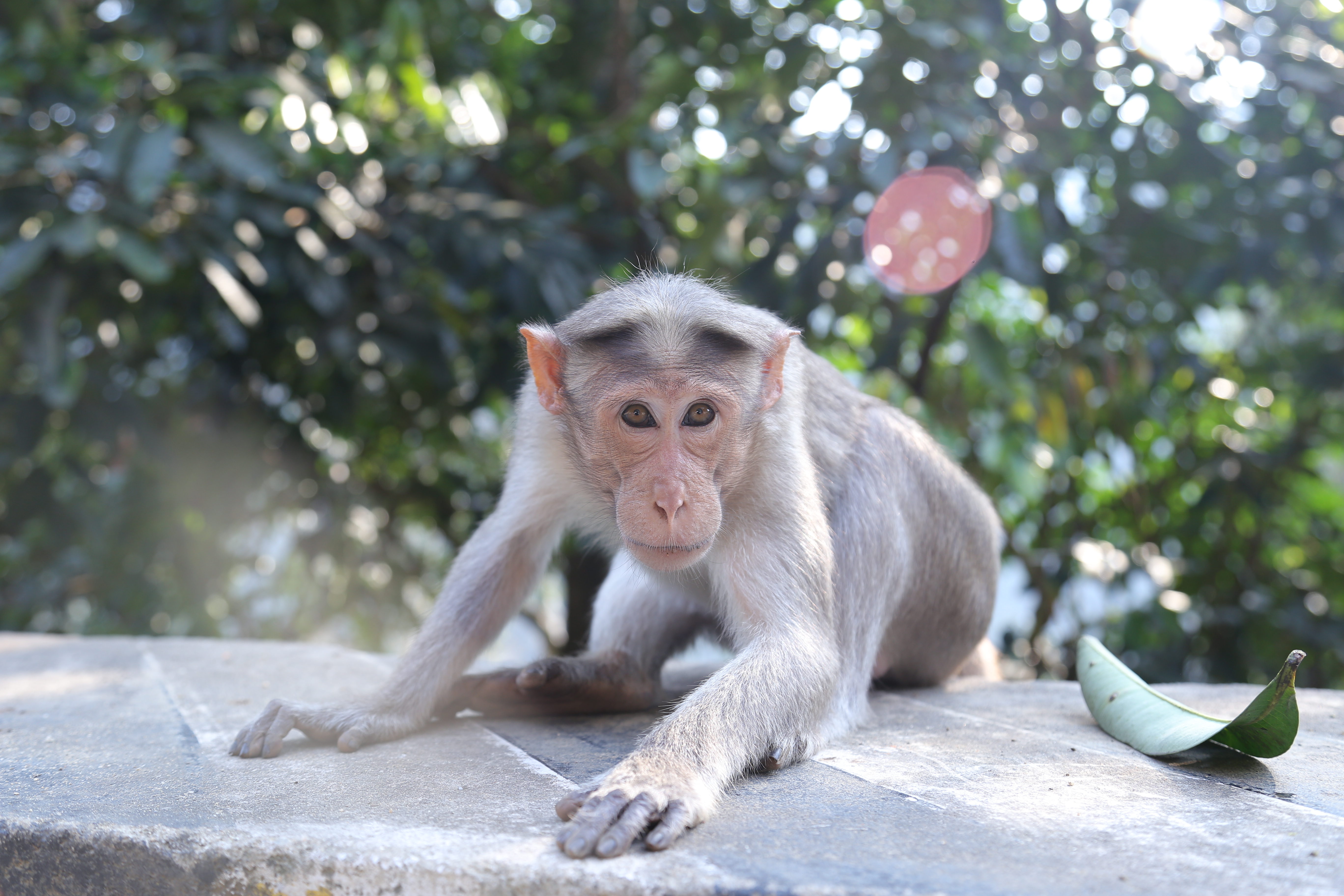 Wild monkey photo