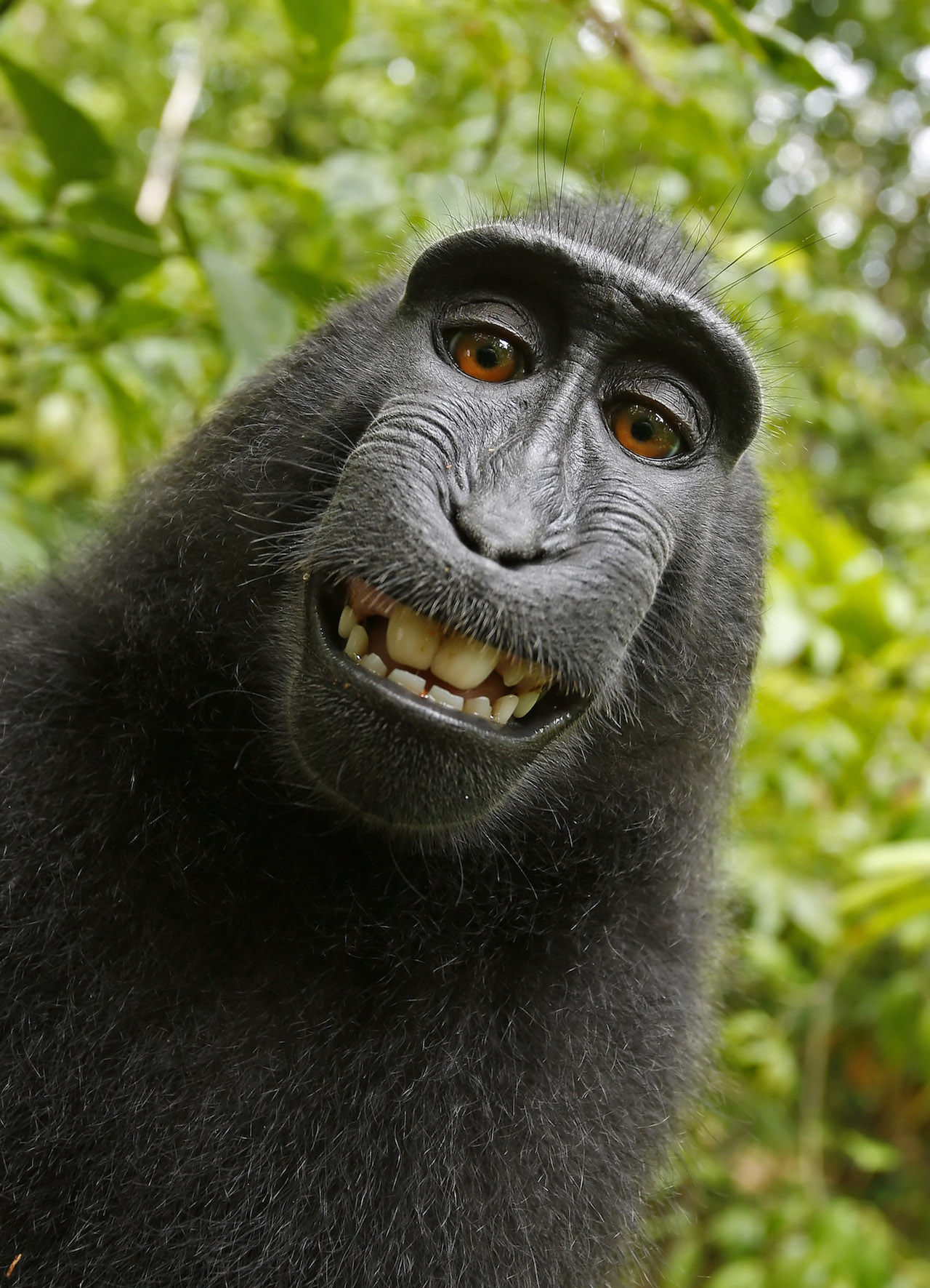 After PETA Lawsuit, Judge Rules Monkey Doesn't Own the Copyright to ...
