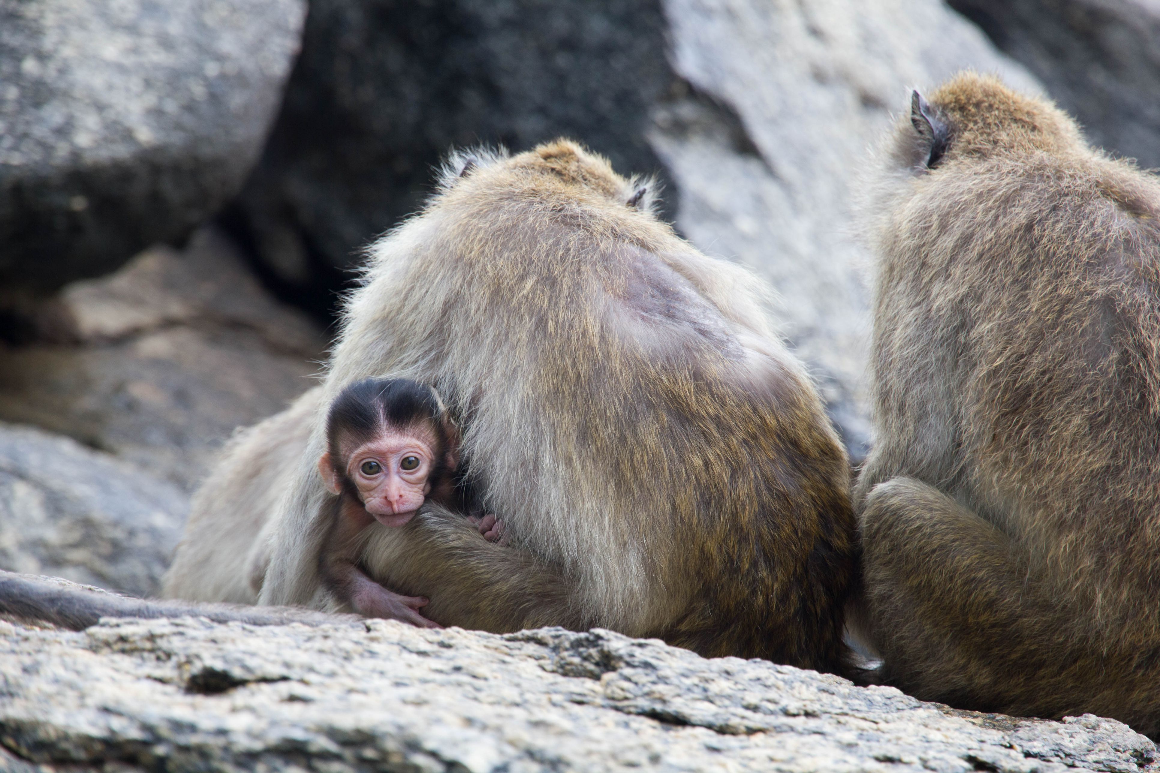 Wild Monkeys in Thailand: Cute but Dangerous