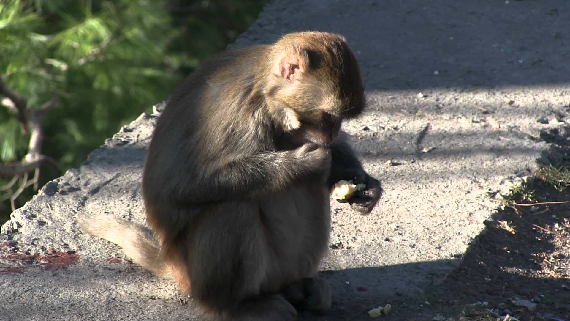 Wild Monkeys in Pakistan - YouTube
