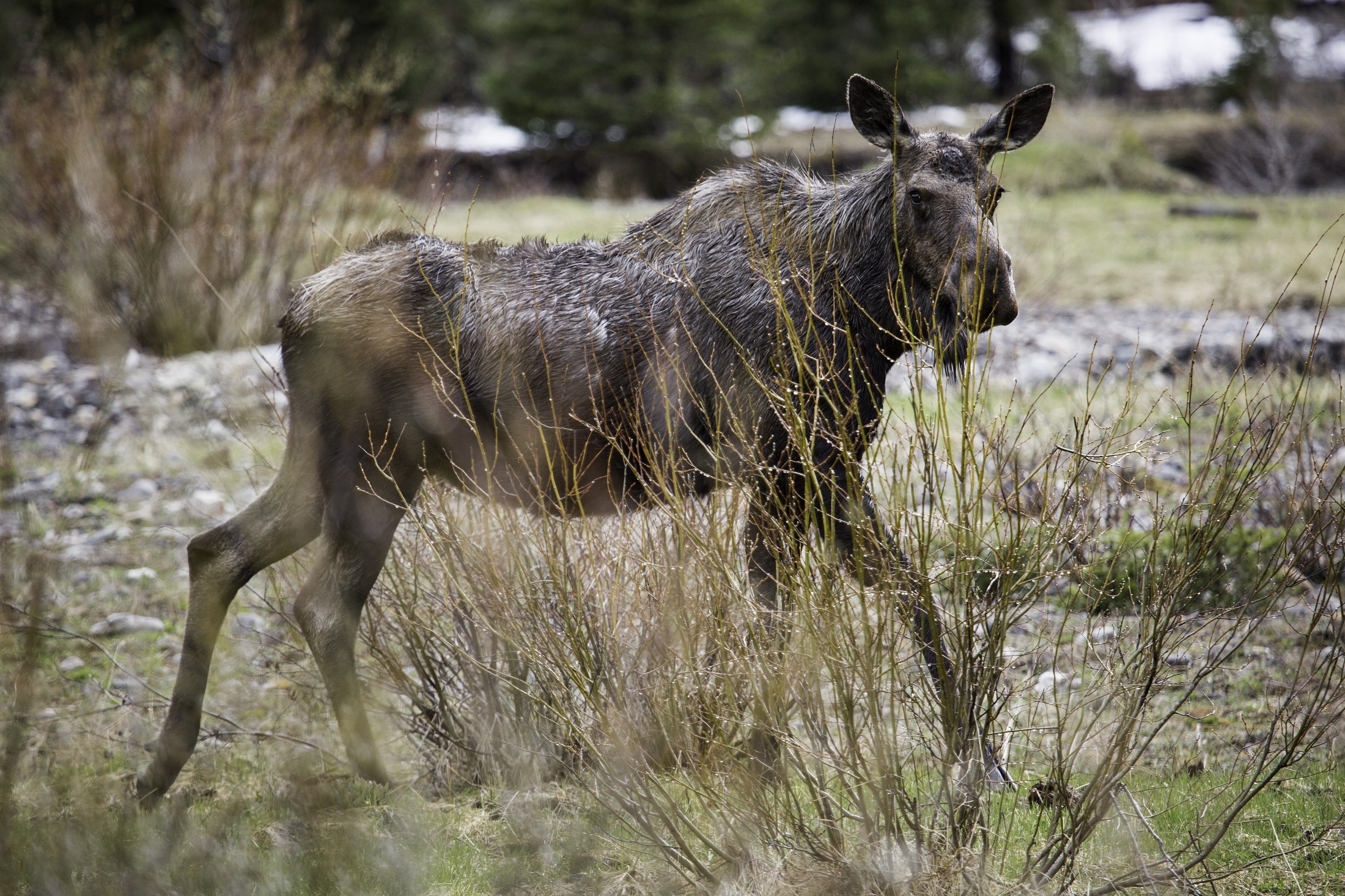 Wild moose photo