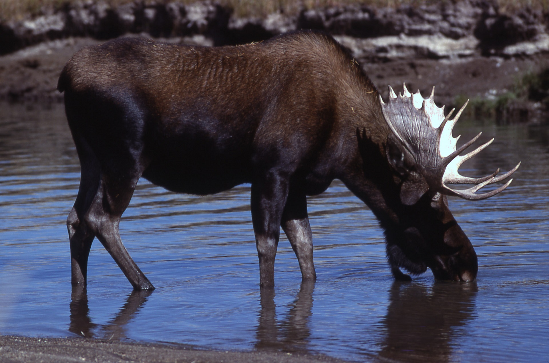Wild moose photo