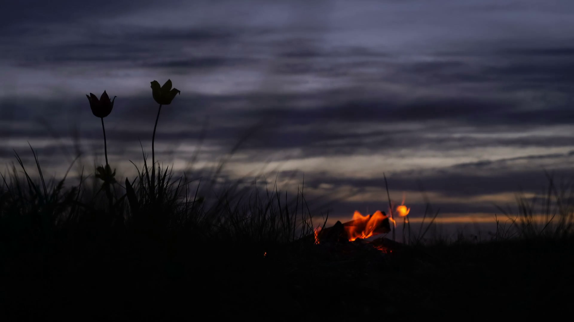 Wild tulips in a meadow on background sky. Sunrise. Bonfire. A quiet ...