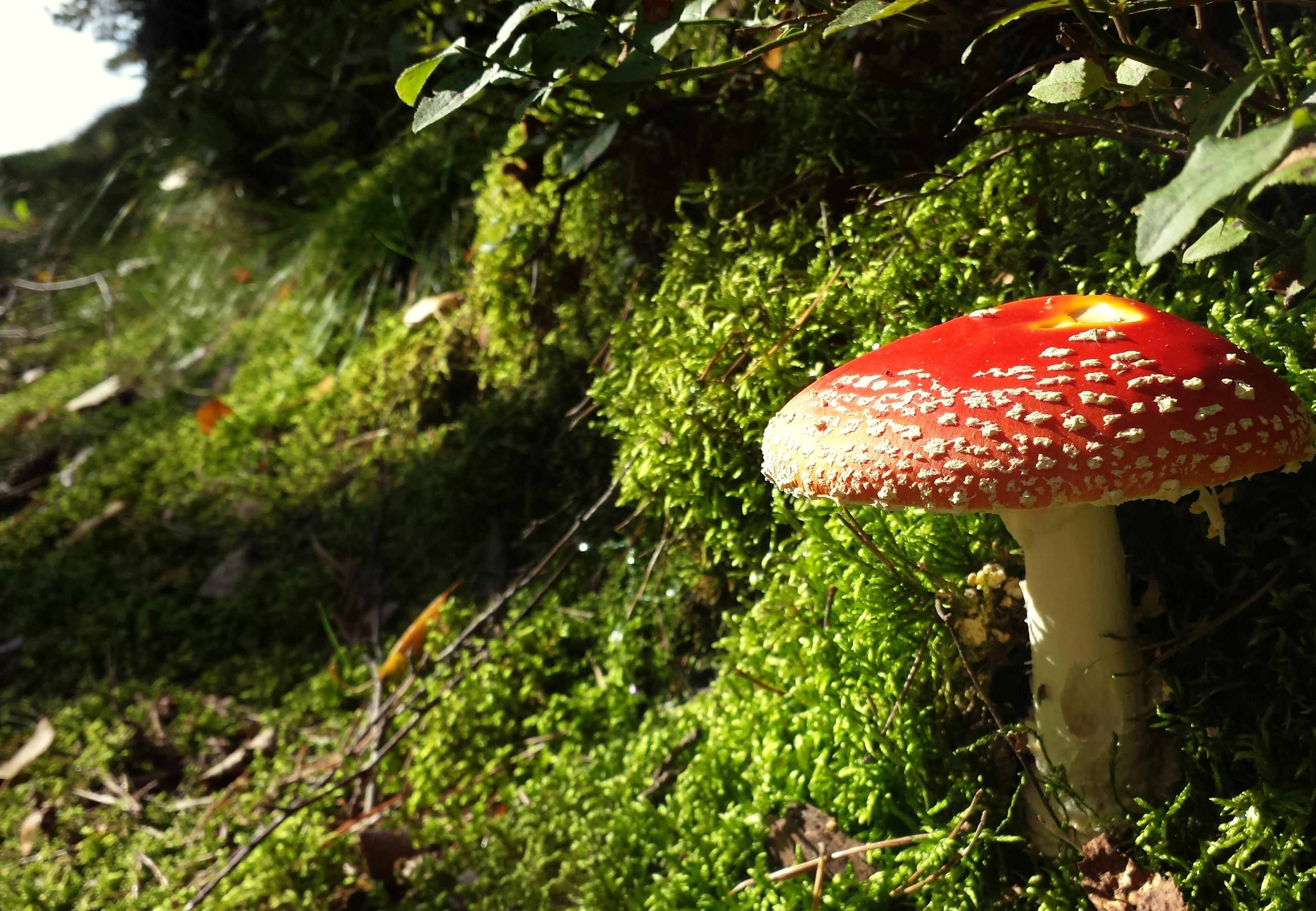 Free picture: mushroom, fungus, nature, poison, grass, wild, moss, toxic