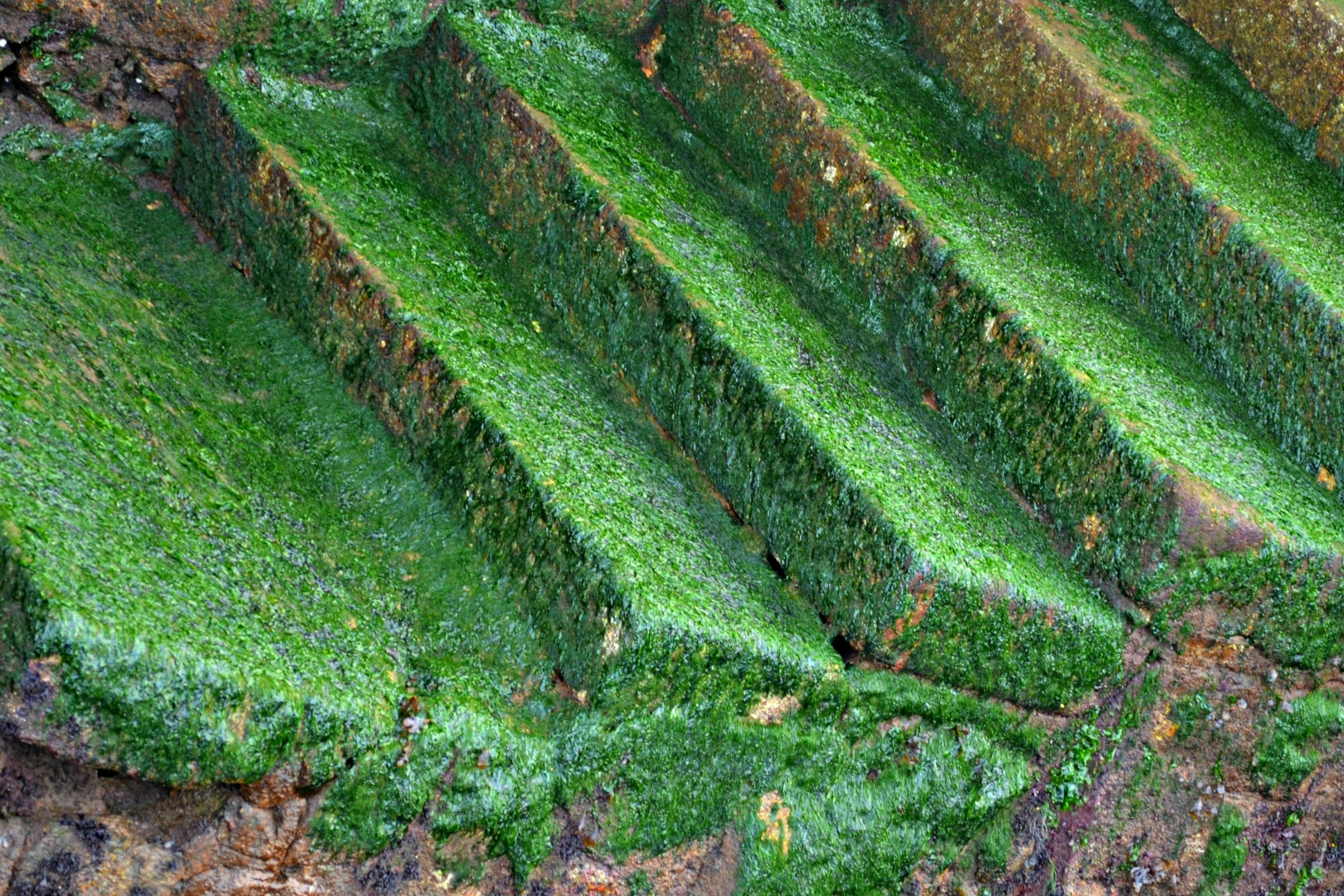 Free Images : landscape, tree, nature, wet, staircase, steps, moss ...