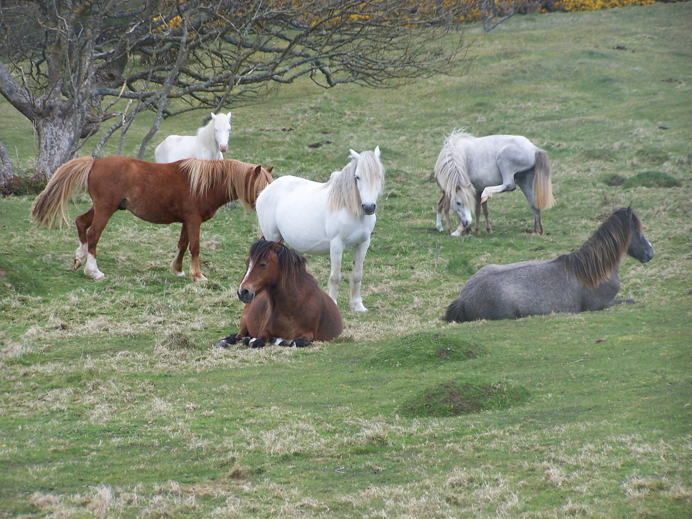 Herd Of Semi Wild Welsh Mountain Ponies In Pembrokeshire Not ...