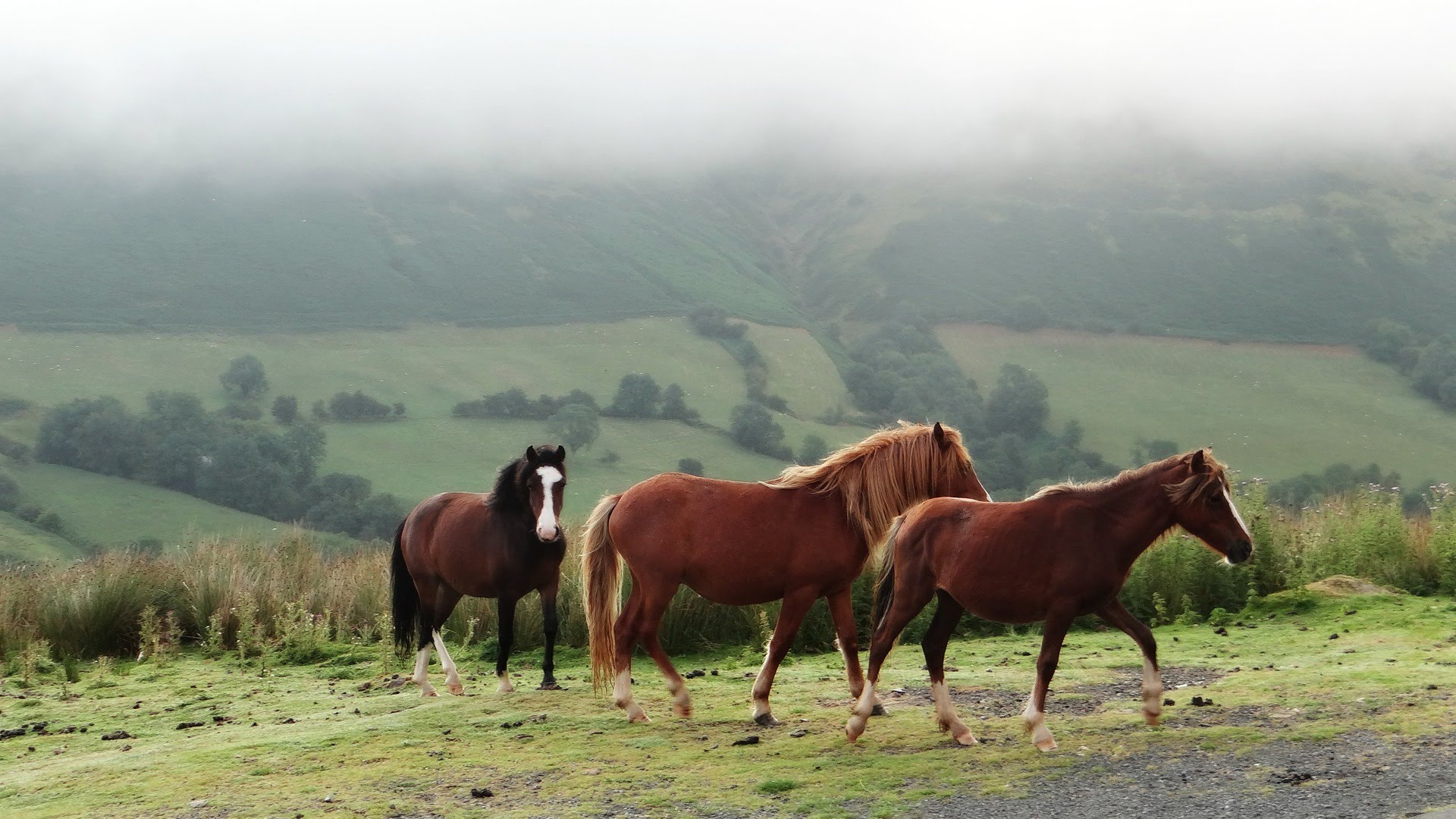 Welsh Mountain Ponies - YouTube