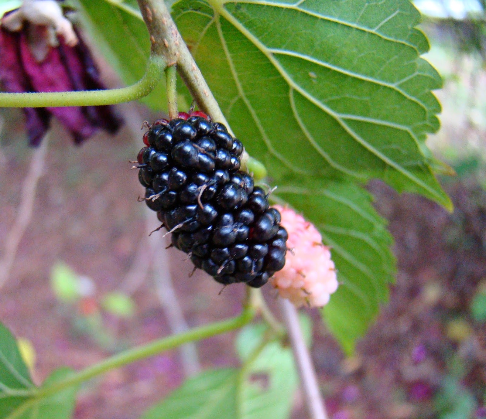 Wild Edible Texas: Mulberries