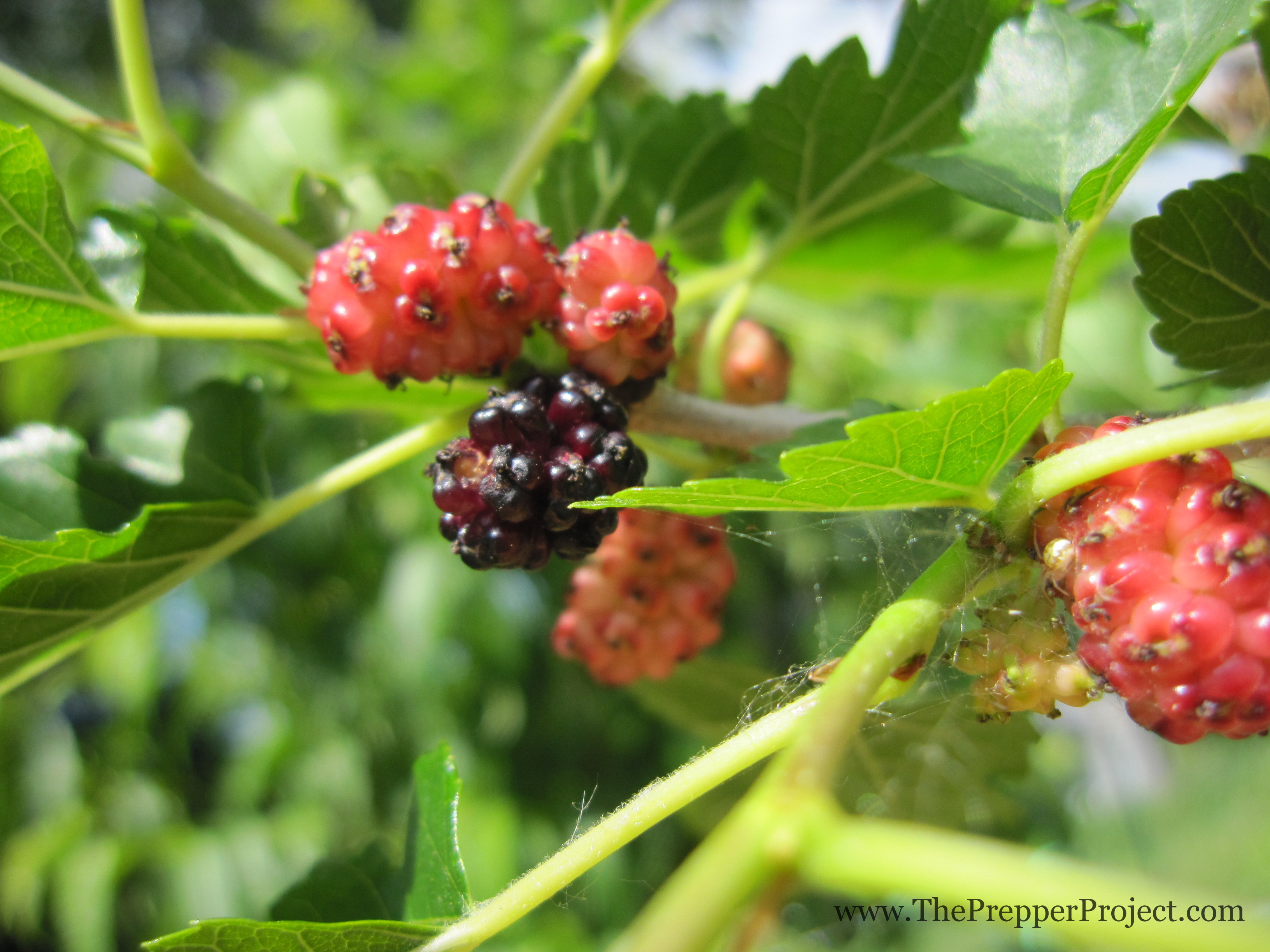 Why Mulberries Make Sweet Forage - ThePrepperProject.com