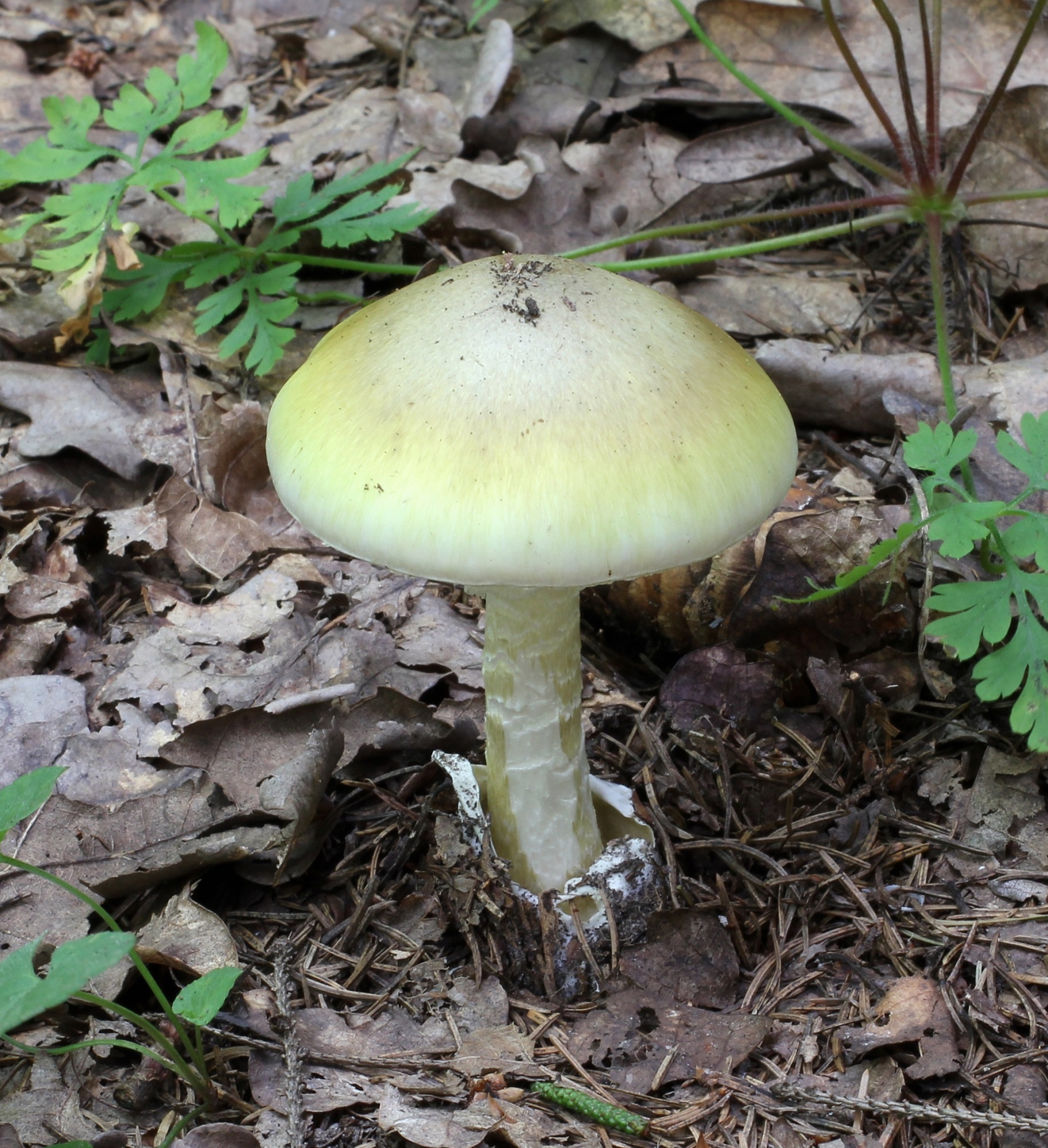 Wild mushroom photo