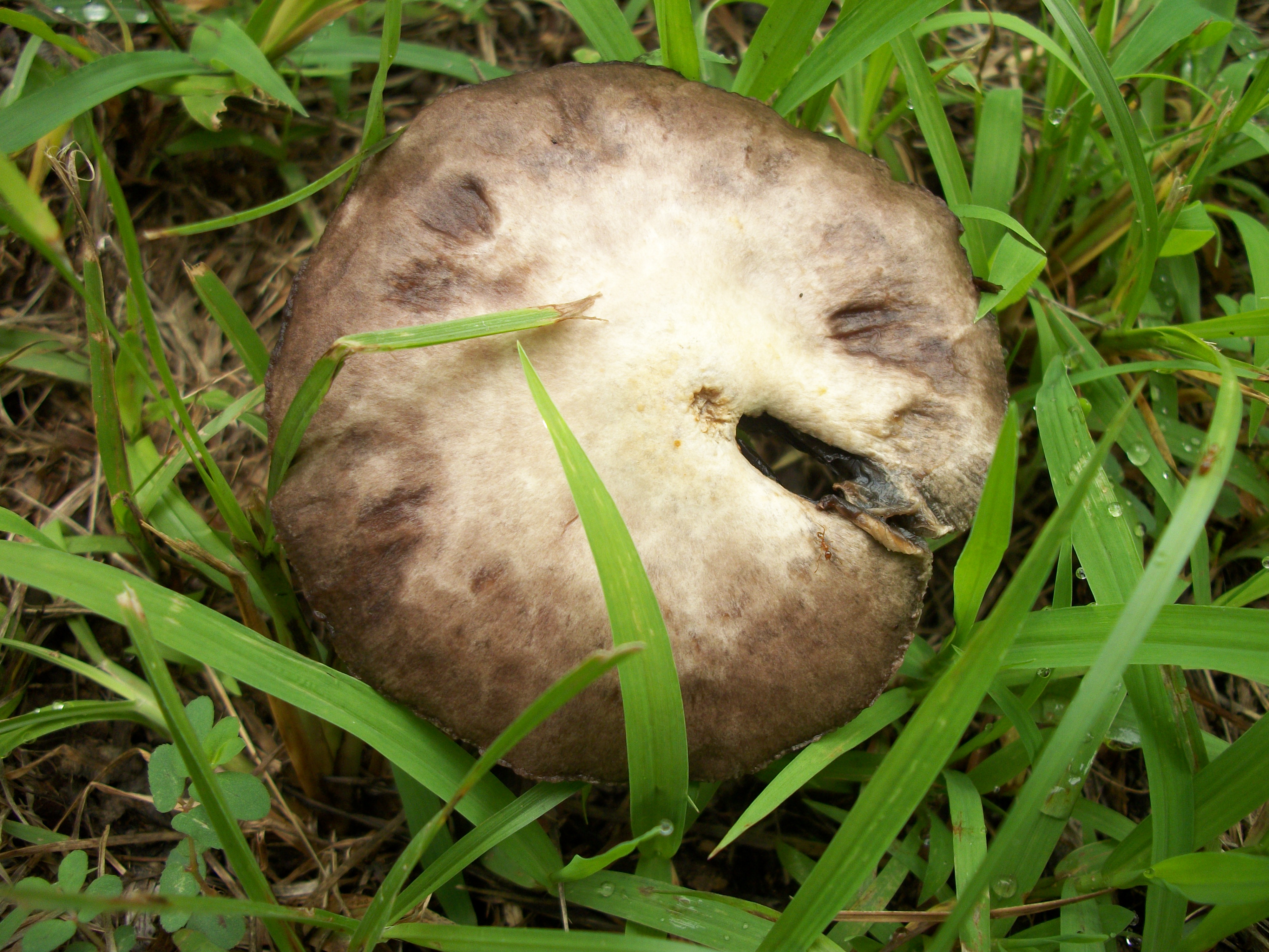 Wild mushroom photo