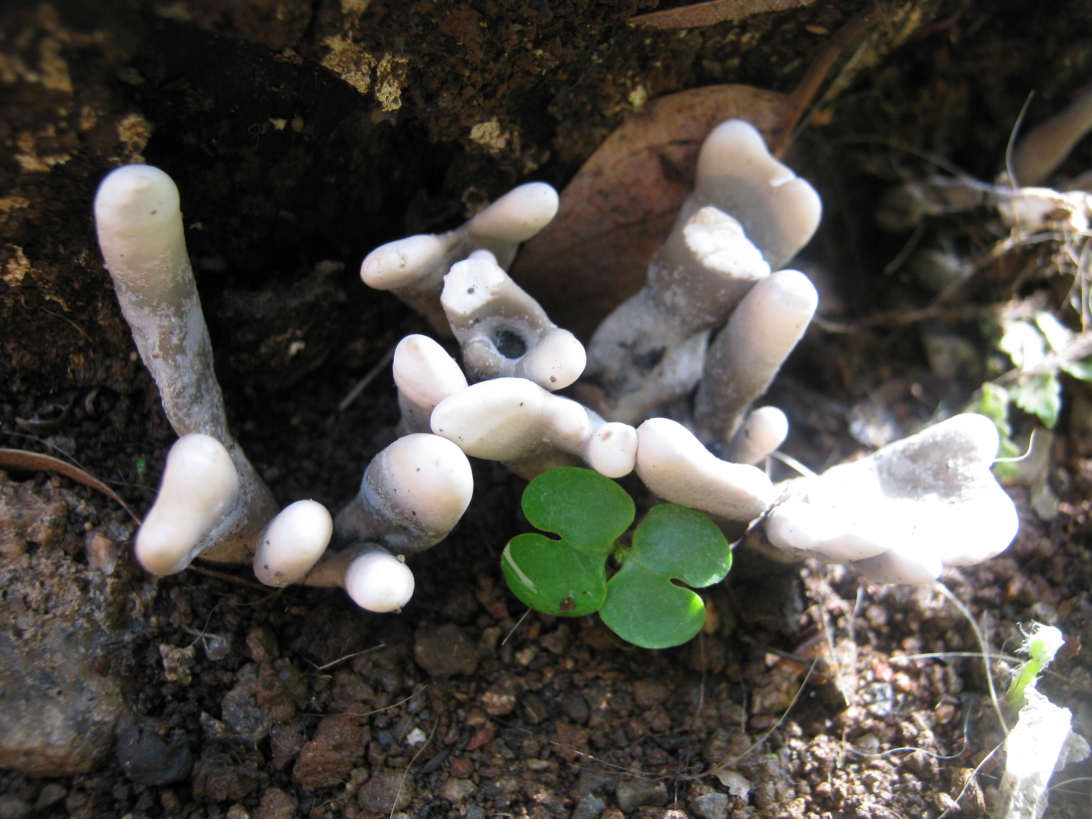 More Wild Mushrooms – Suz and Tell
