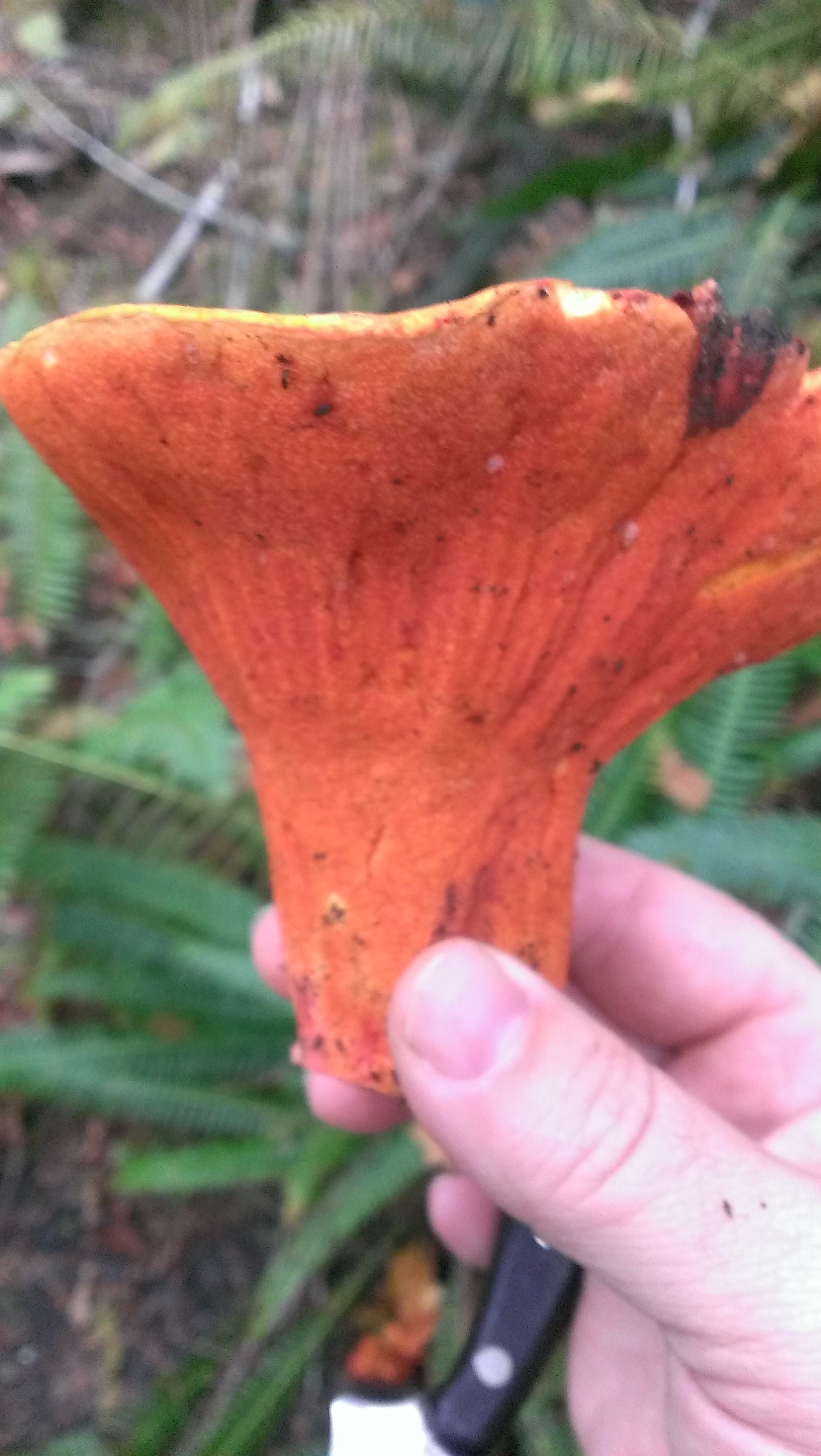 Wild Mushrooms – Shane's Great Adventure