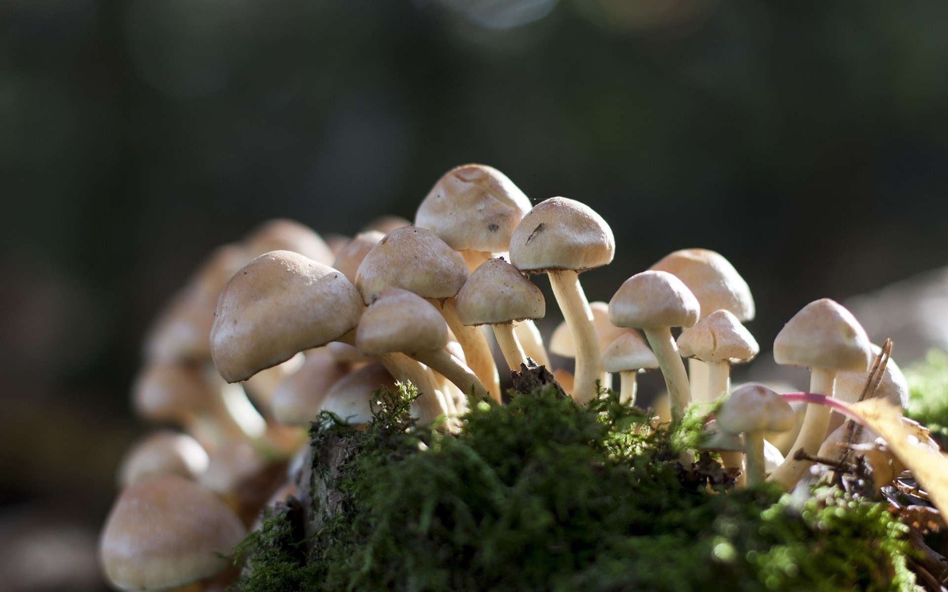 Misc: Wild Mushrooms Food Nature Image Gallery for HD 16:9 High ...