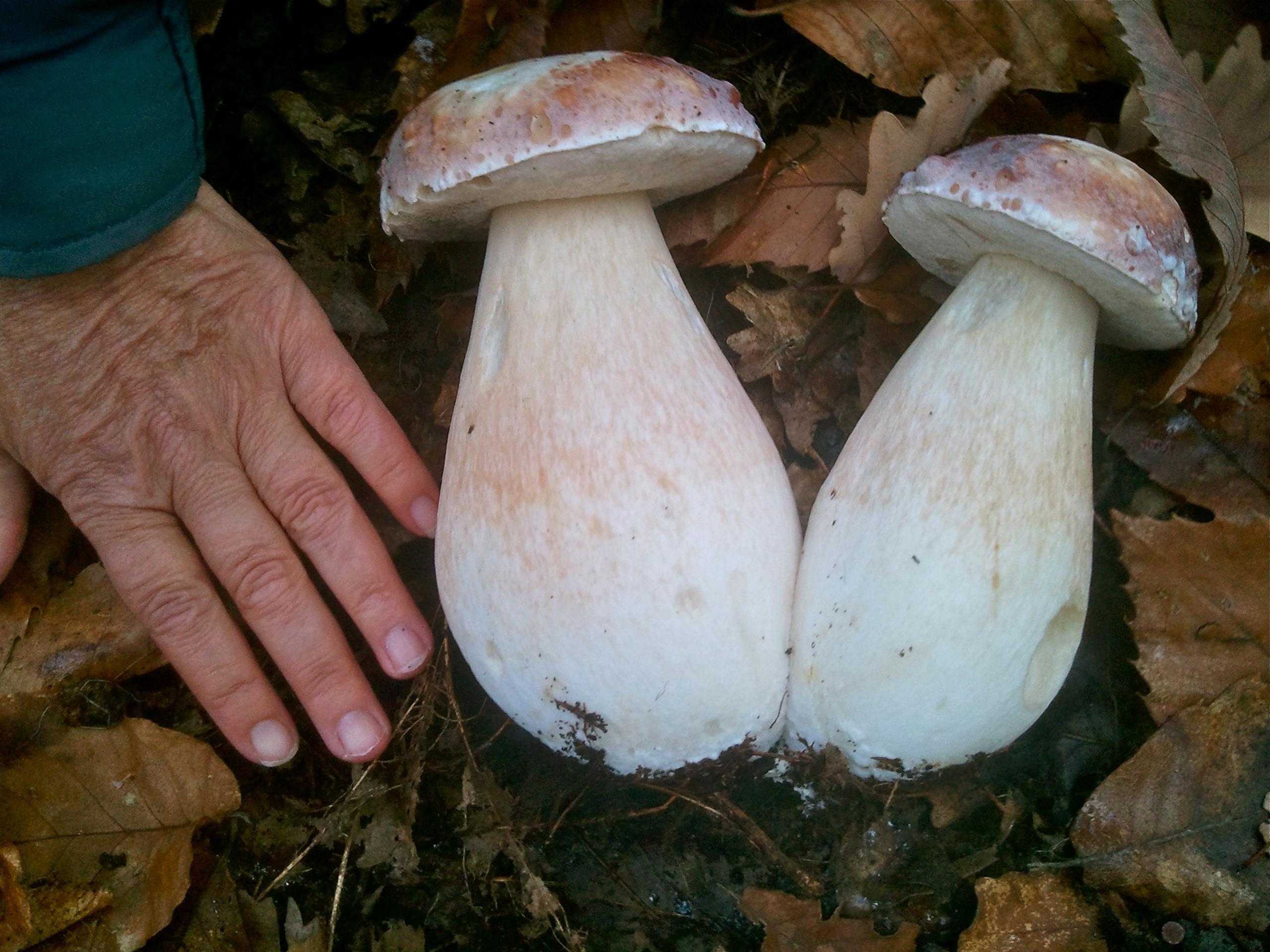 Travel: The Hunt For Amazing Wild Mushrooms In France's Loire Valley ...