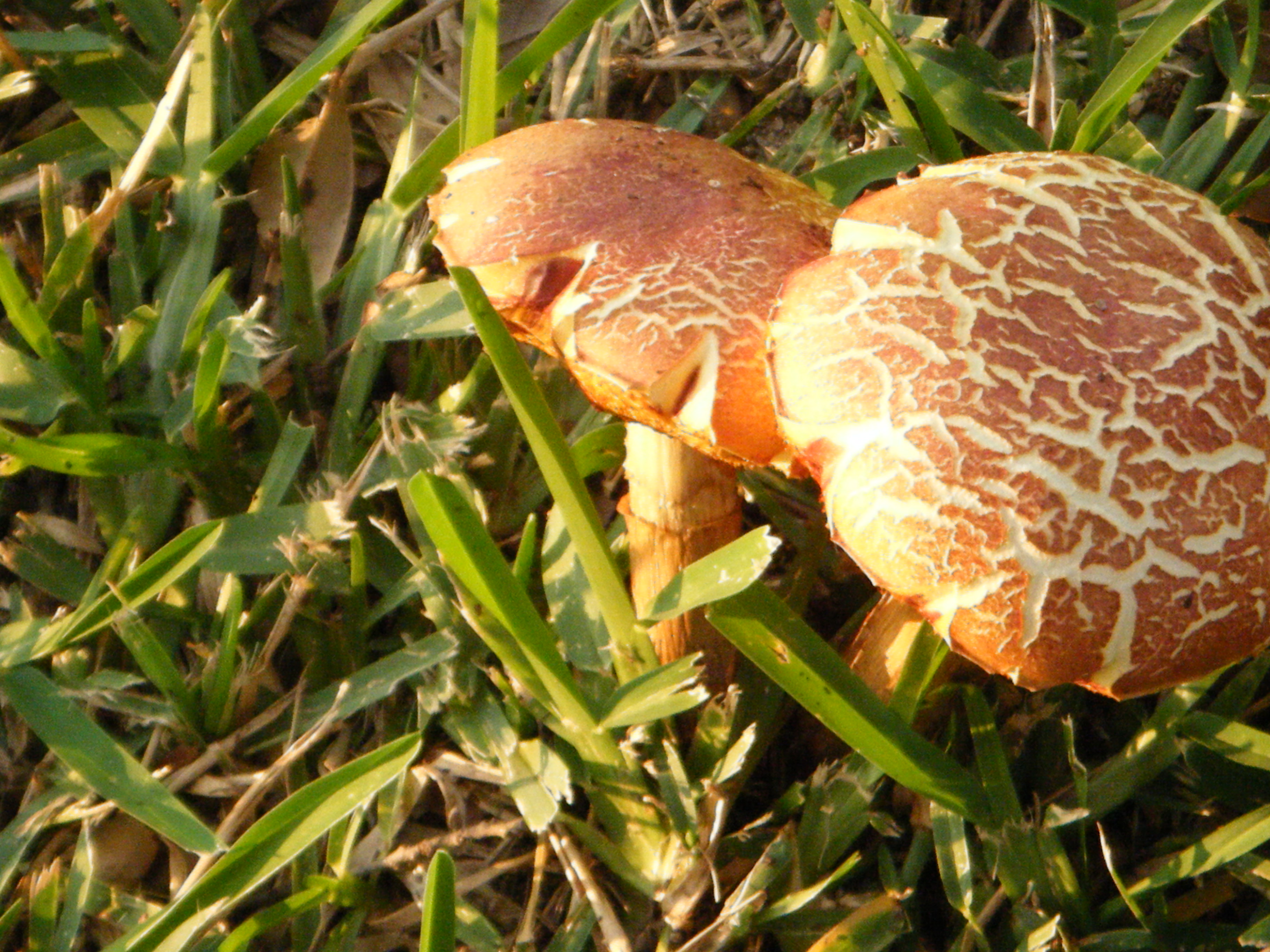 File:Wild Mushrooms.jpg - Wikimedia Commons
