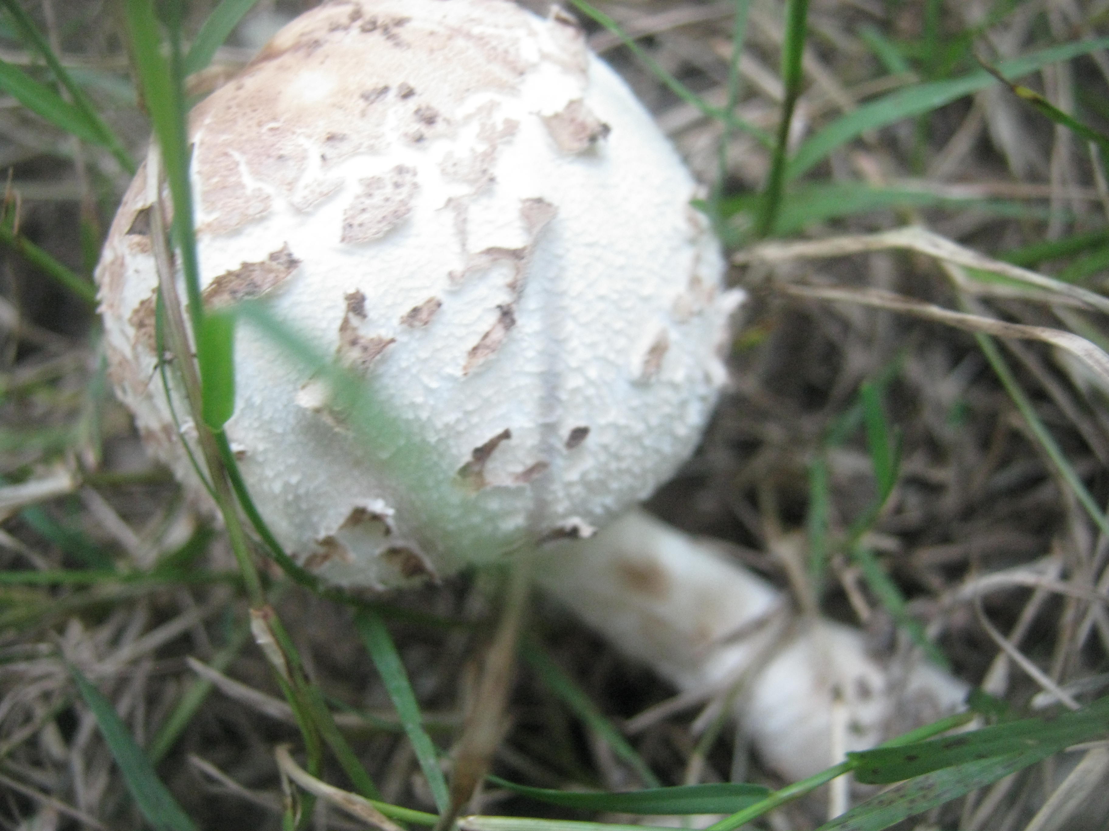 White Wild Mushrooms – Suz and Tell