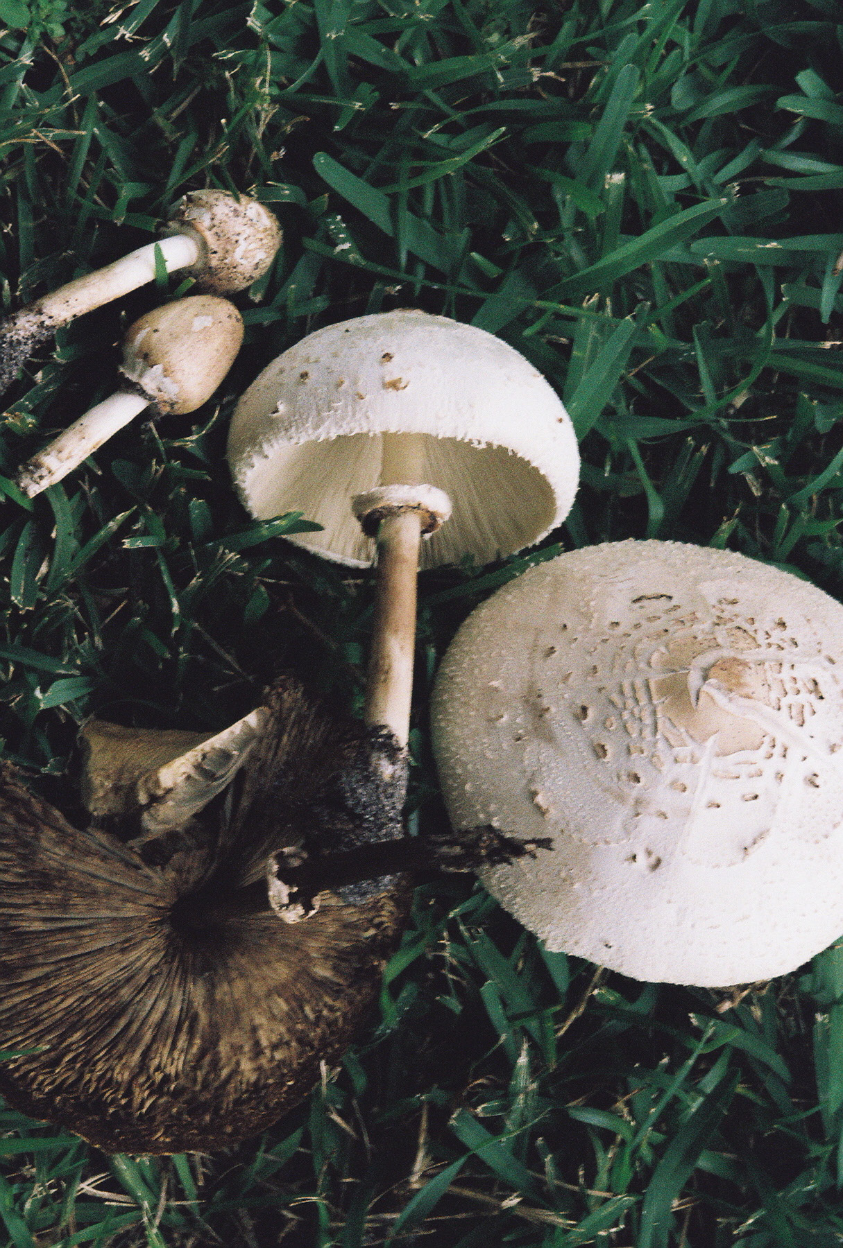 Wild Mushrooms | Ohioline