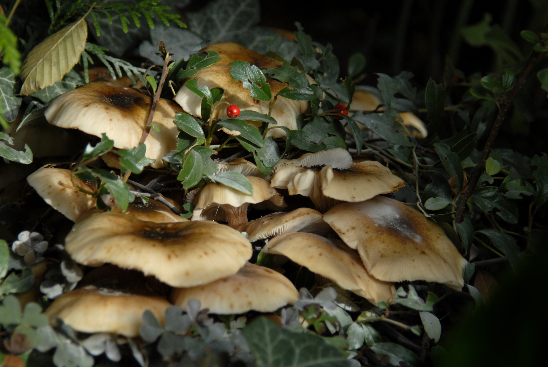 File:Wild mushrooms.jpg - Wikimedia Commons