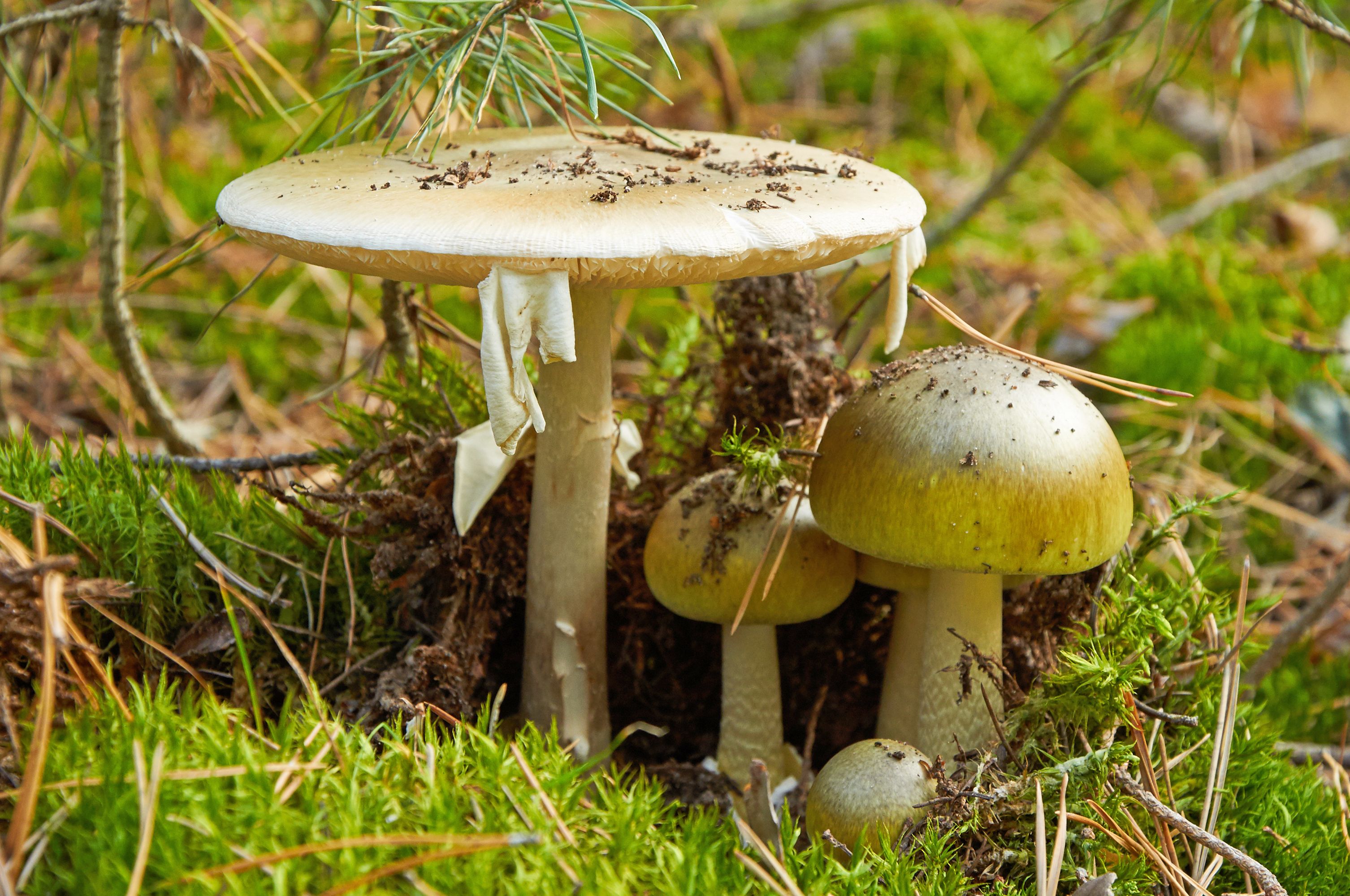 Death cap' wild mushrooms poison 14 in California | Elmira
