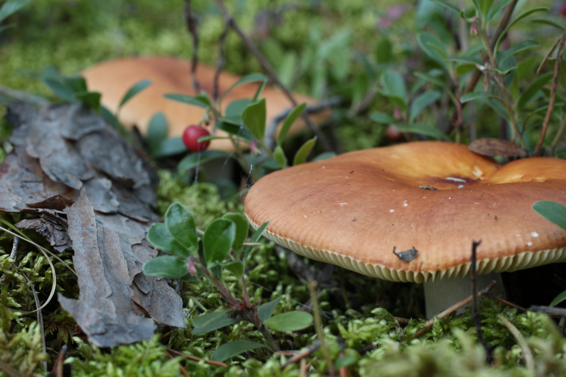 Brown Wild Mushrooms Tree Bark Free Stock Photo - Public Domain Pictures