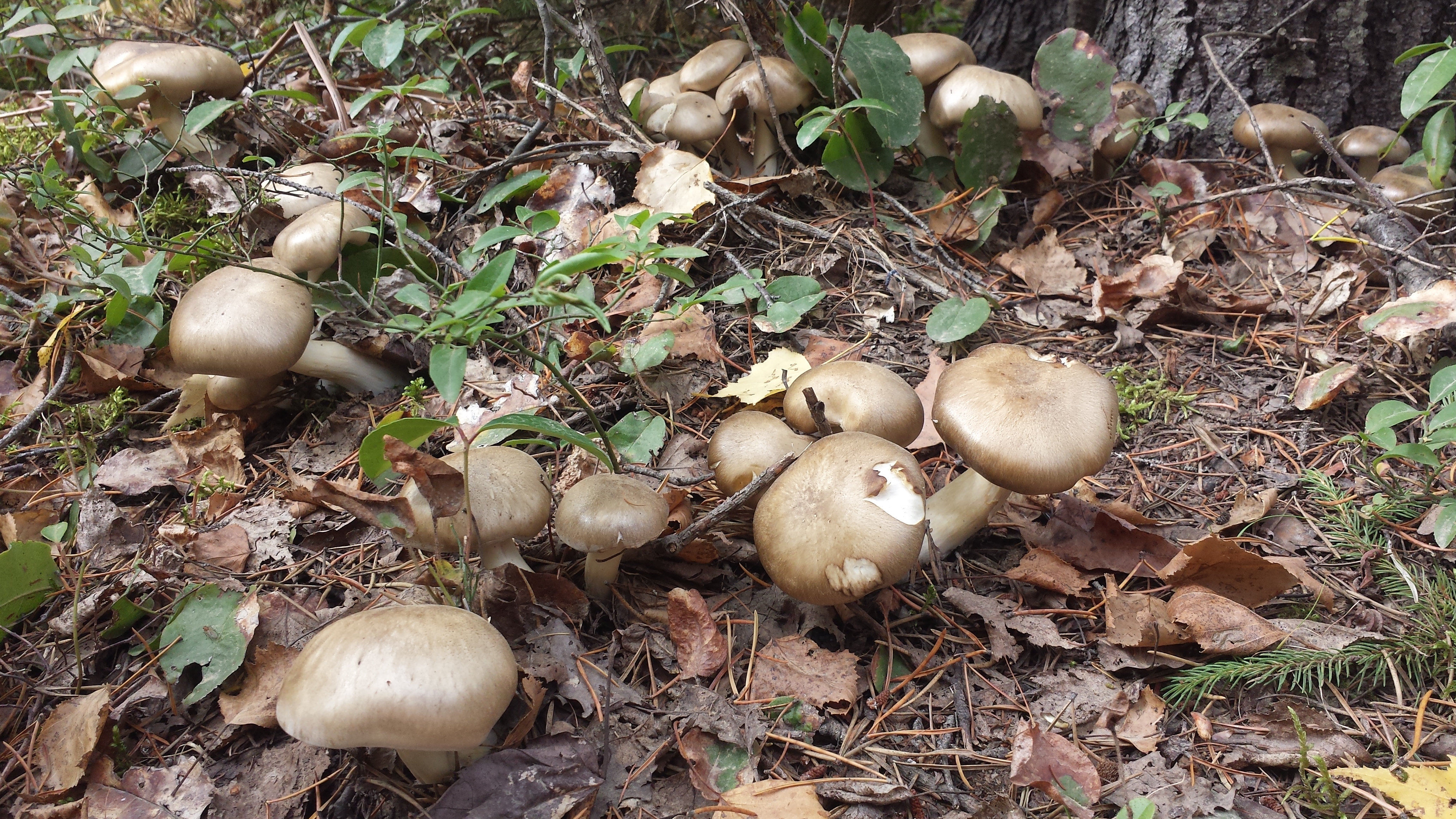 wild mushrooms | 1left